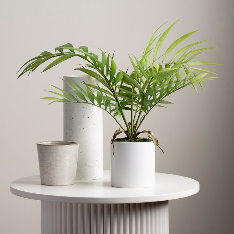 Scottish Everlastings White 40Cm Fern Tree In Plastic Pot
