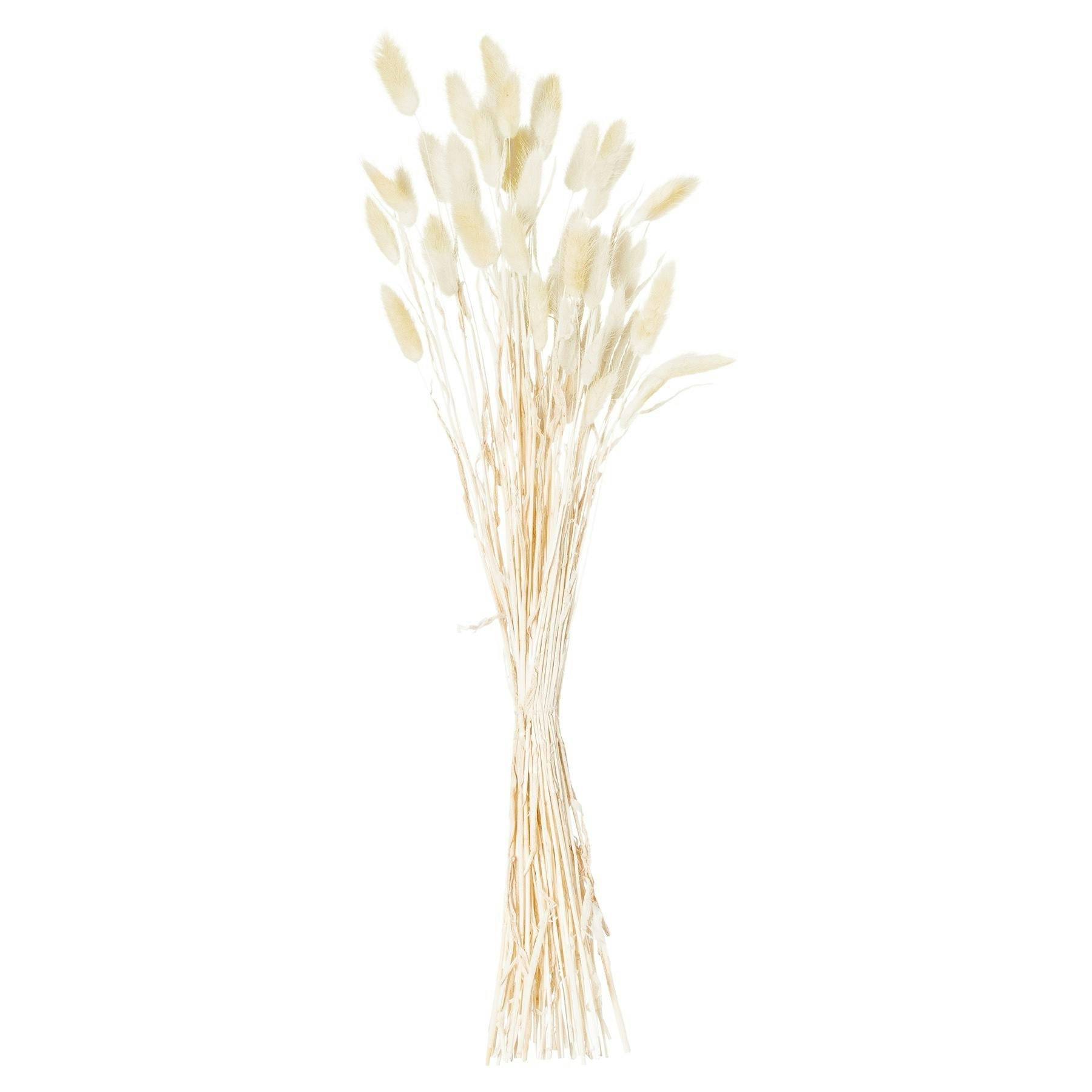 Hill Interiors Grey Bunny Tail Dried Flower (Pack Of 60)