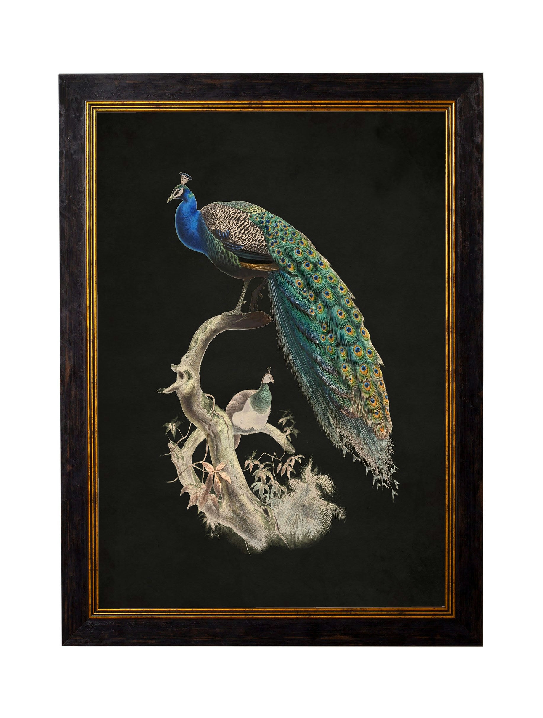 Exceptional Art Dark/Black C.1847 Peacocks - 50 X 70Cm - Left Facing Peacock