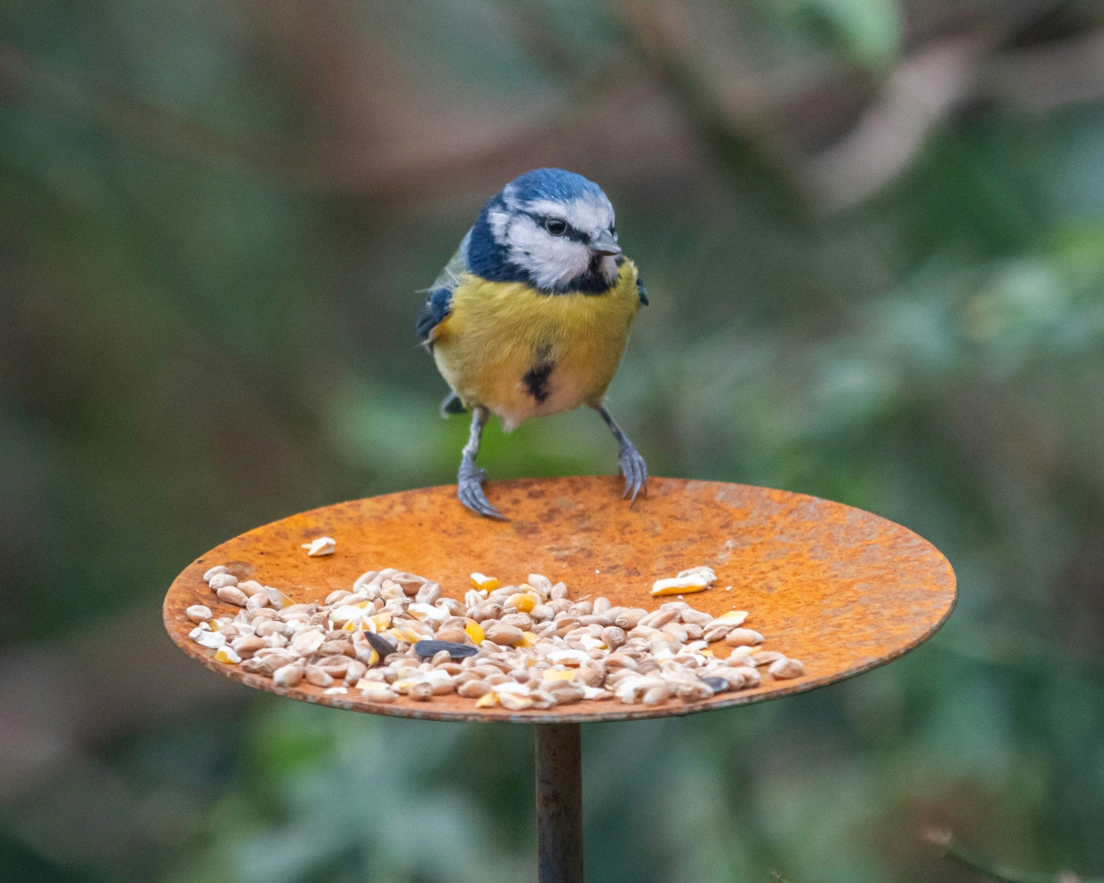 Rackhams Blue Bird Feeder Platform - Trio