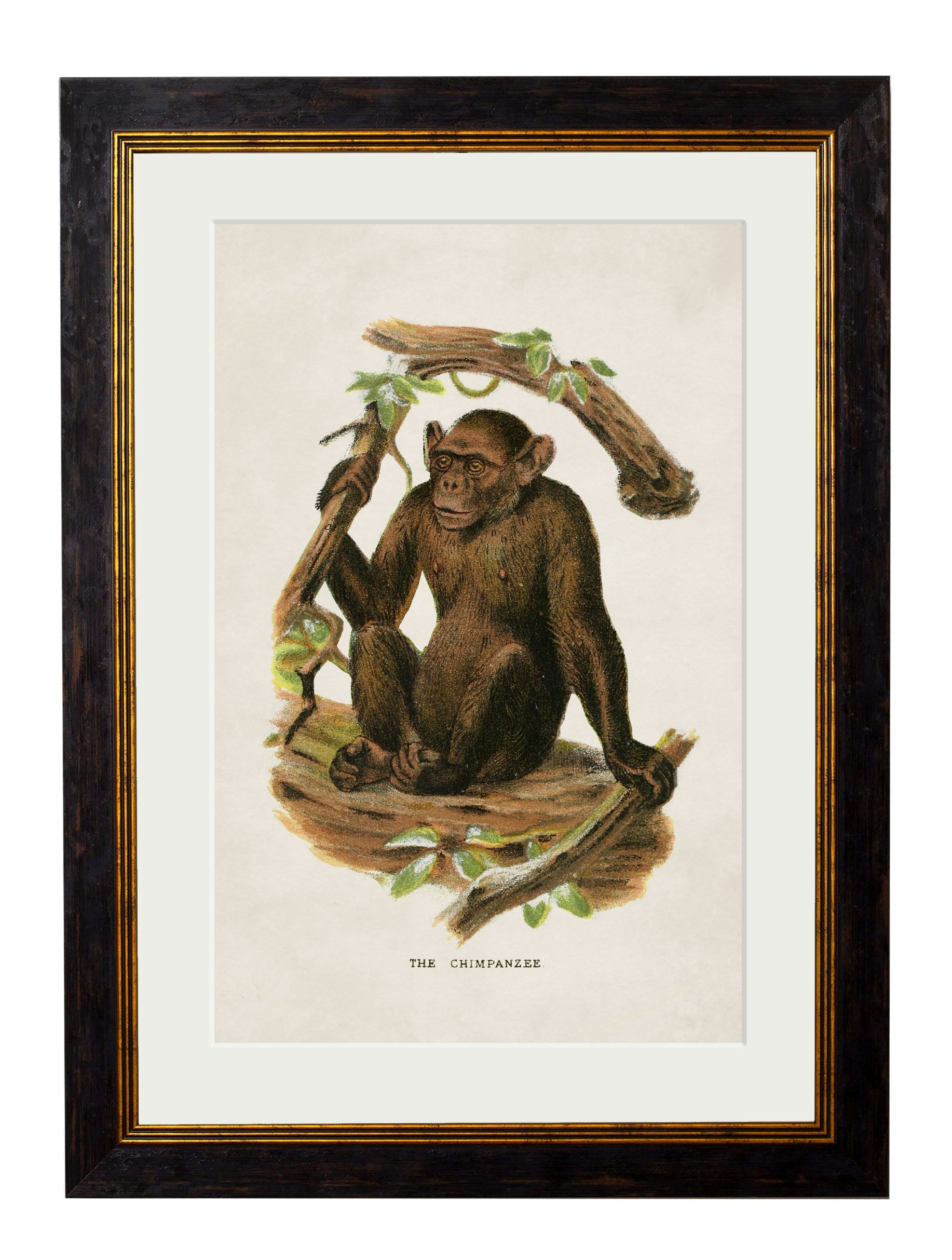 Rackhams Black C.1910 Collection Of Primates - 38 X 50Cm - Chimpanzee