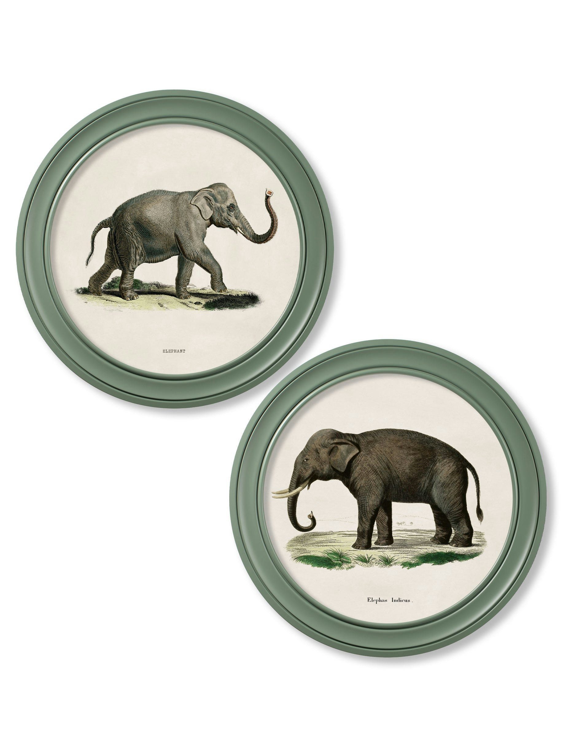 Rackhams Green C.1846 Elephants In Round Frame - 70 X 70Cm - Collection Of 2