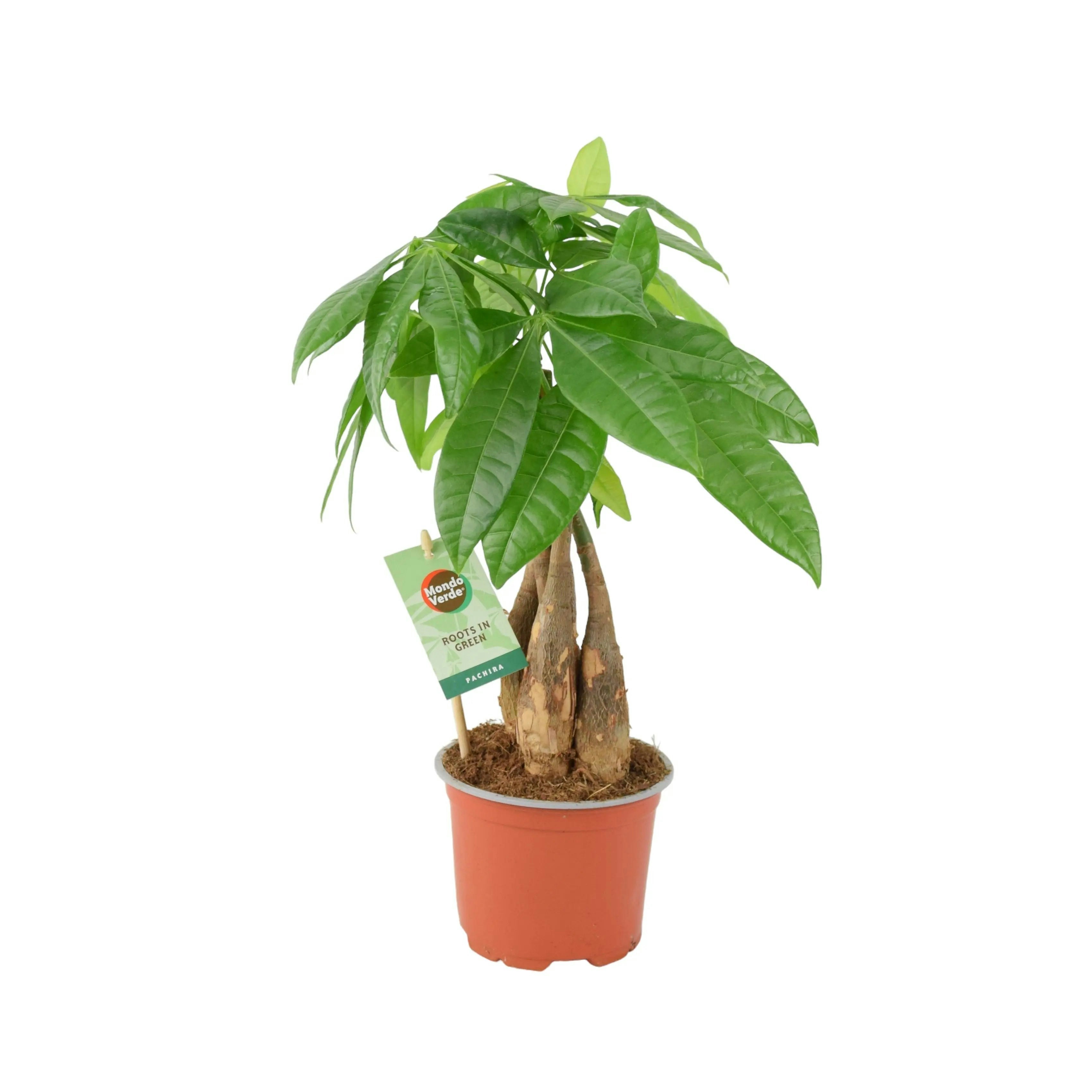 Plants By Post Green Pachira Money Tree 12Cm - Braided Trunk Lucky Houseplant - No Container