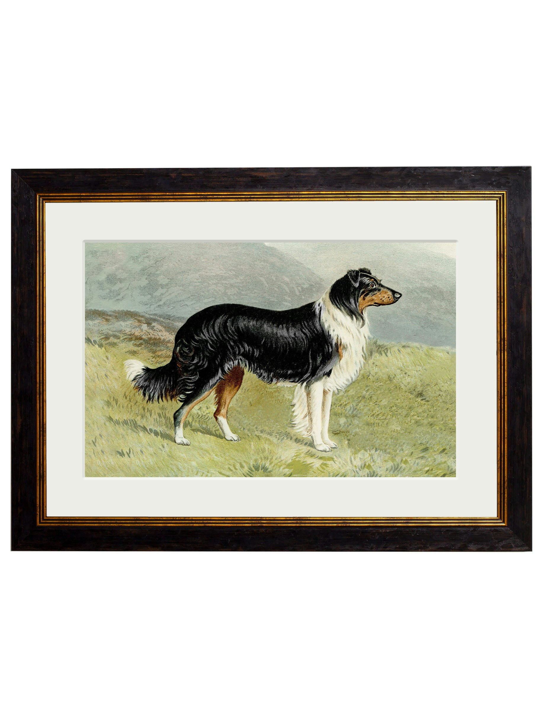 Rackhams Black C.1881 Working Dogs - 50 X 70Cm - Border Collie