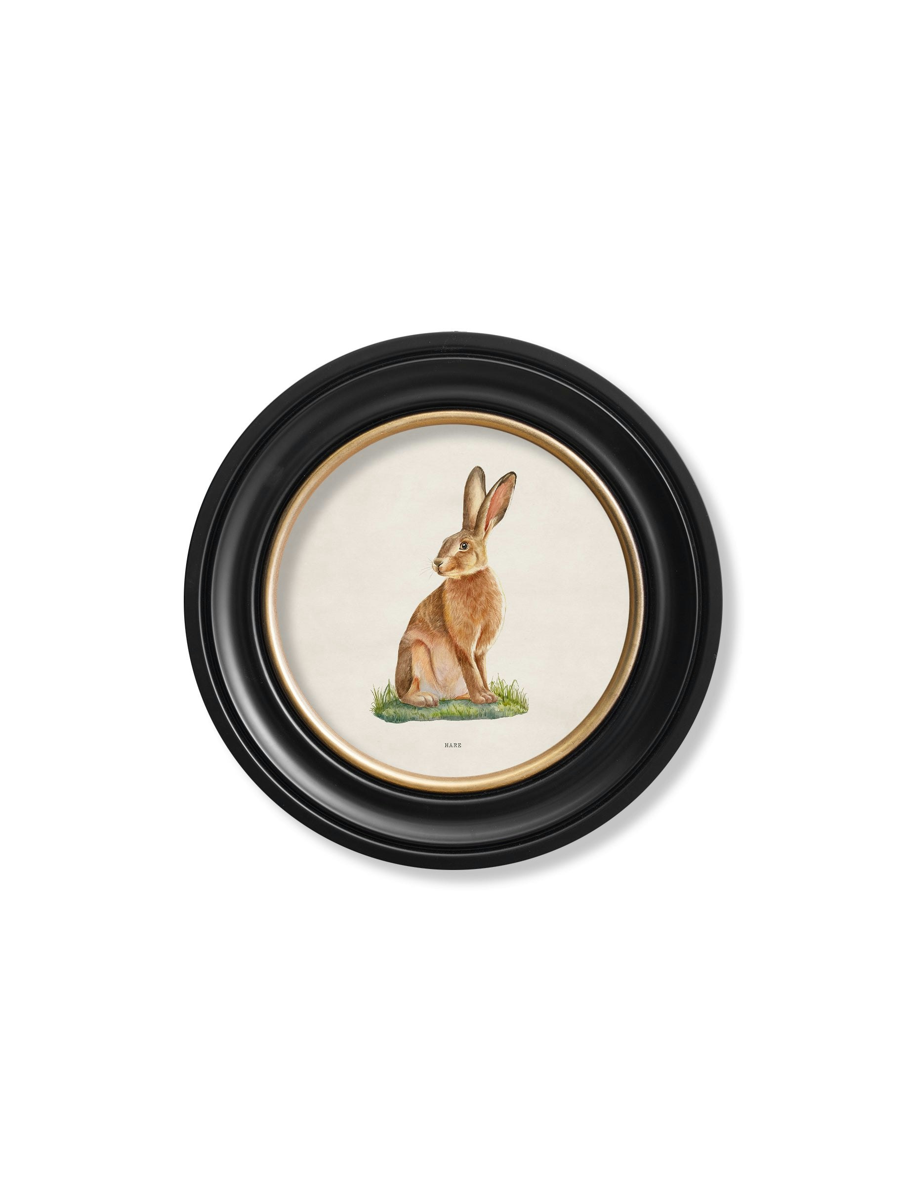 Rackhams Hare - Round Frame - 44 X 44Cm - Oxford Round