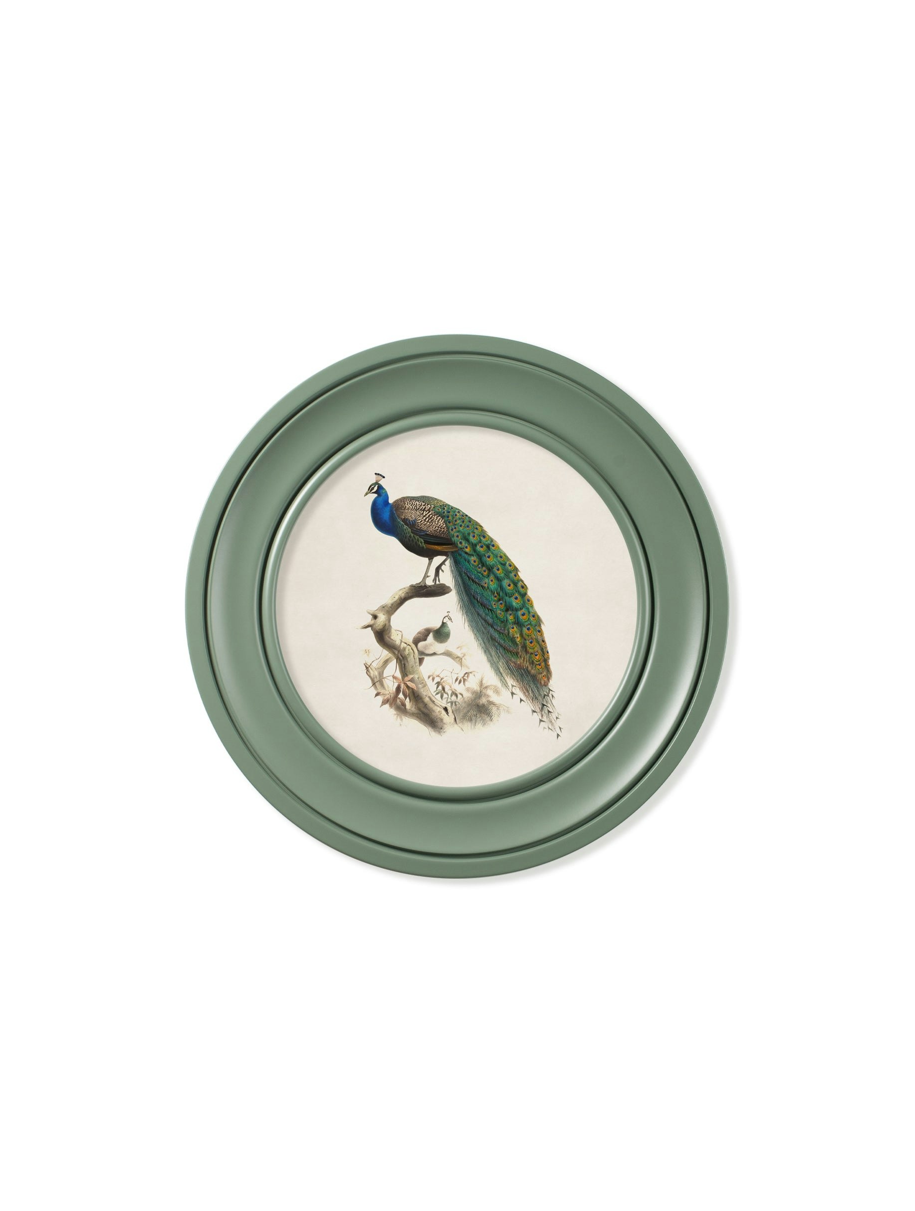 Rackhams Green C.1800s Peacock In Round Frame - 70 X 70Cm - Oxford Round