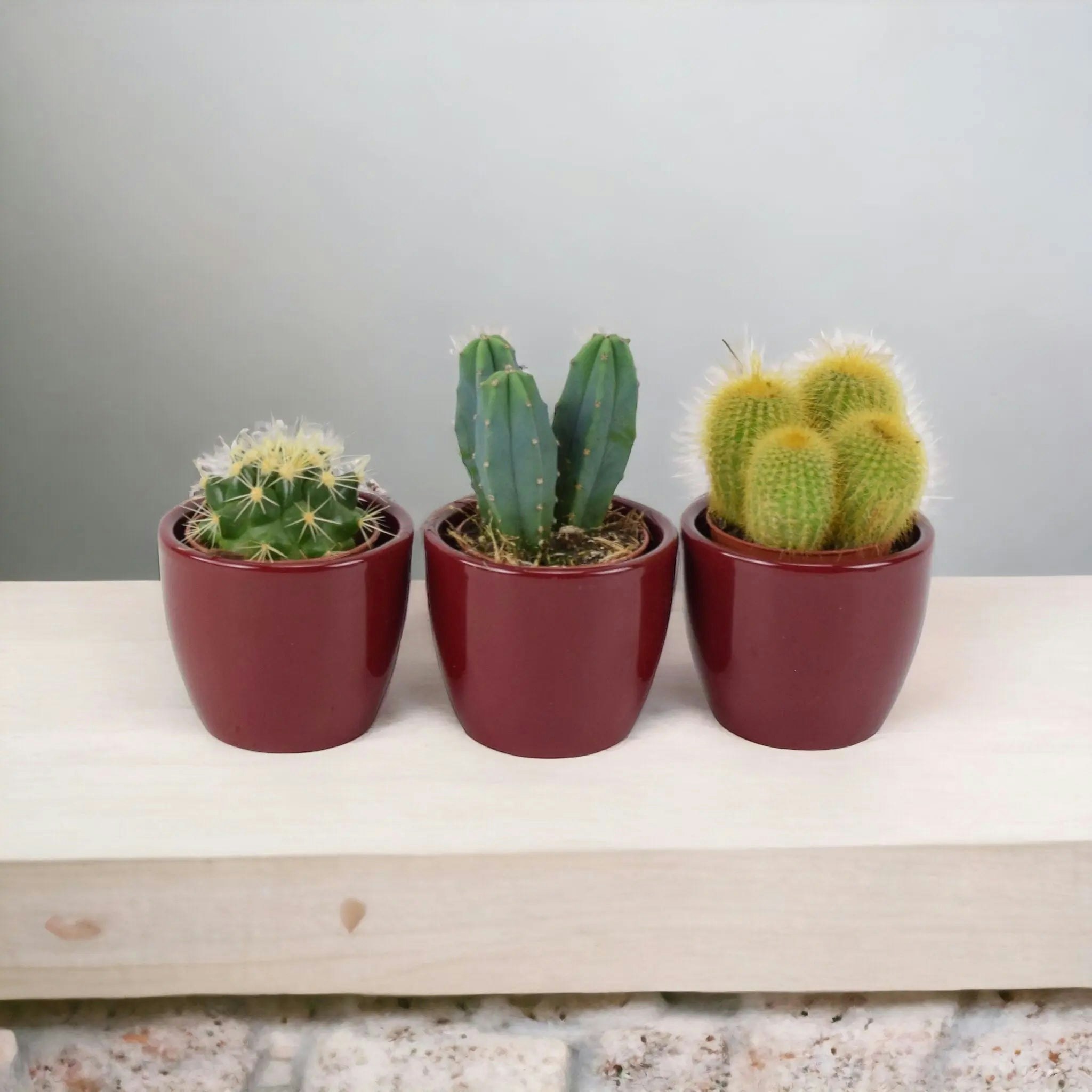 Plants By Post Red Cactus Mixed 5.5Cm X 3 Pots - Easy Care Cacti Collection For Indoor Spaces - Ceramic