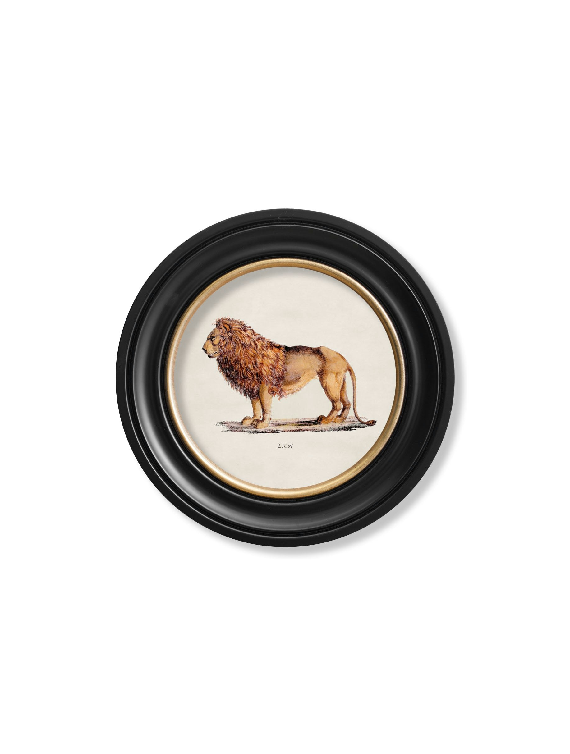 Rackhams Black C.1800s Lion & Lioness - Round Frames - 44 X 44Cm - Lion