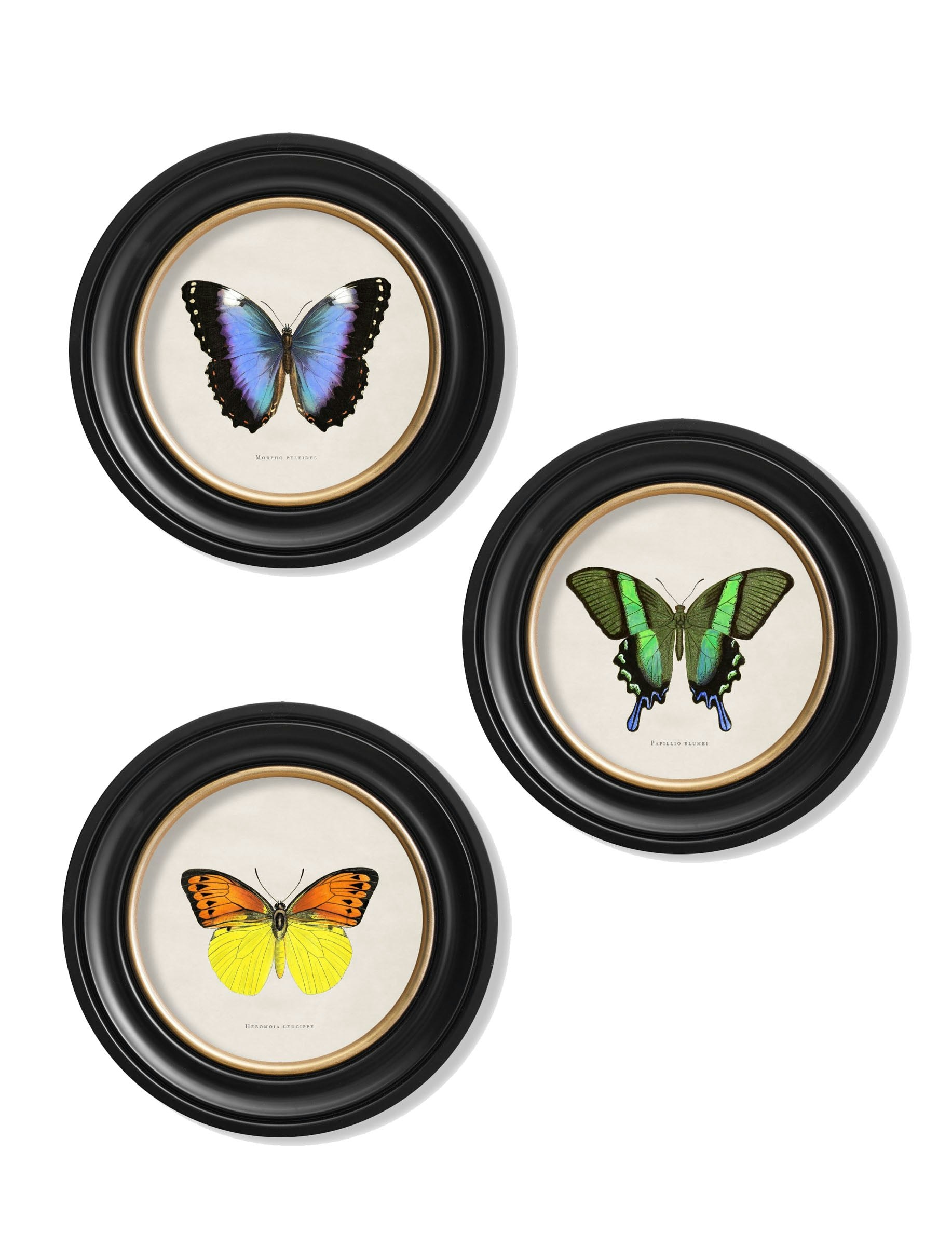 Rackhams Black C.1835 Tropical Butterflies - Round Frames - 44 X 44Cm - Collection Of 3
