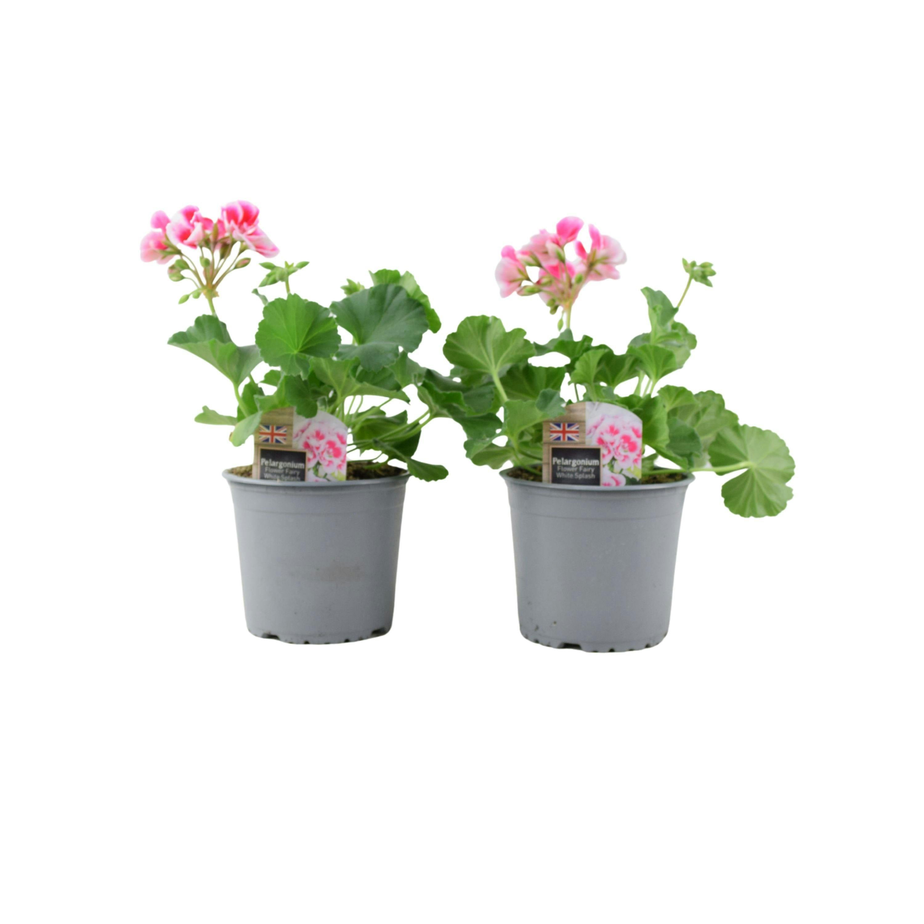 Light/Pink Zonal Geranium Upright Mixed Colours – Set Of 2 X 1L Potted Plants