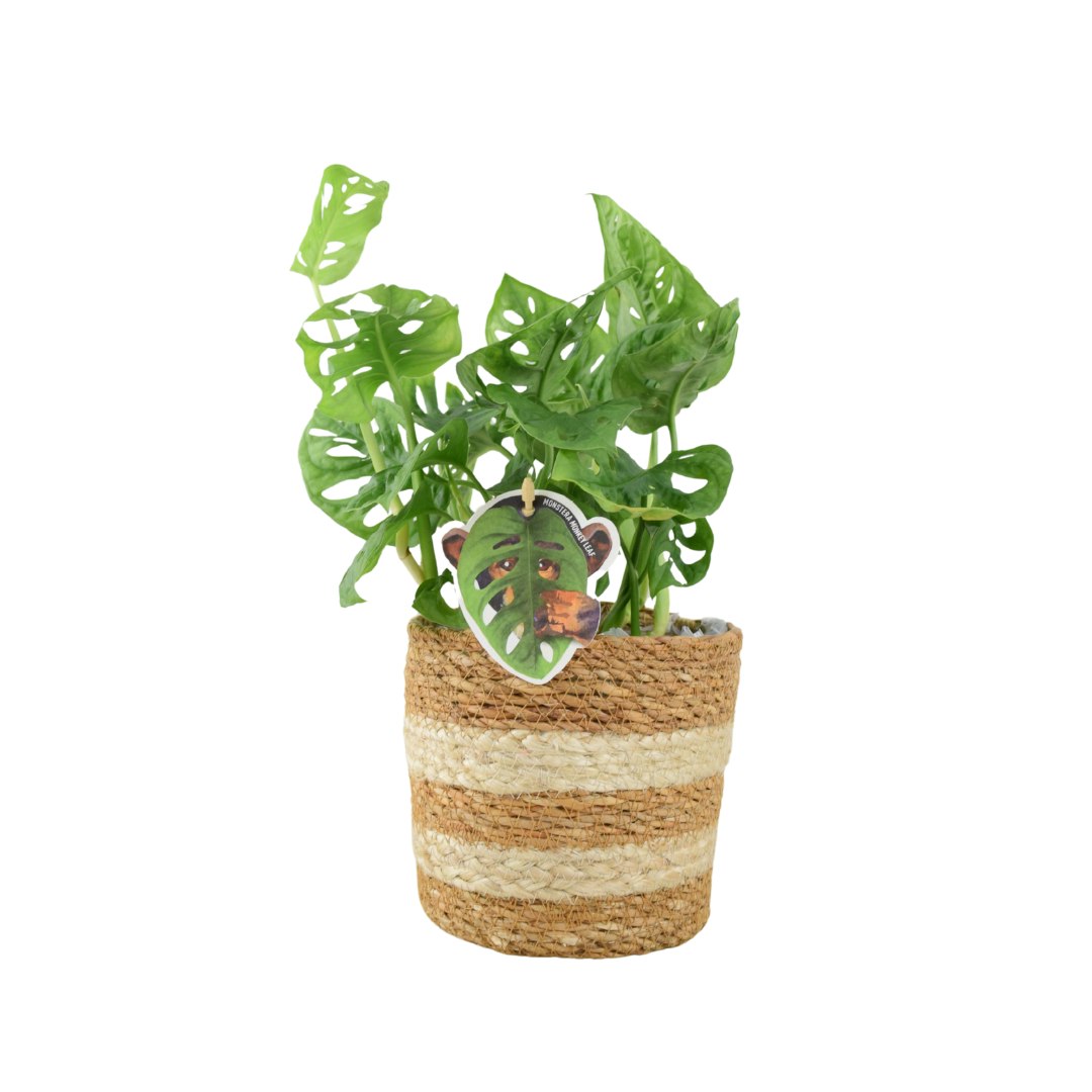 Plants By Post Light Monstera Monkey Cheese Plant - Swiss Cheese Plant Tropical Houseplant - Basket Two Tone