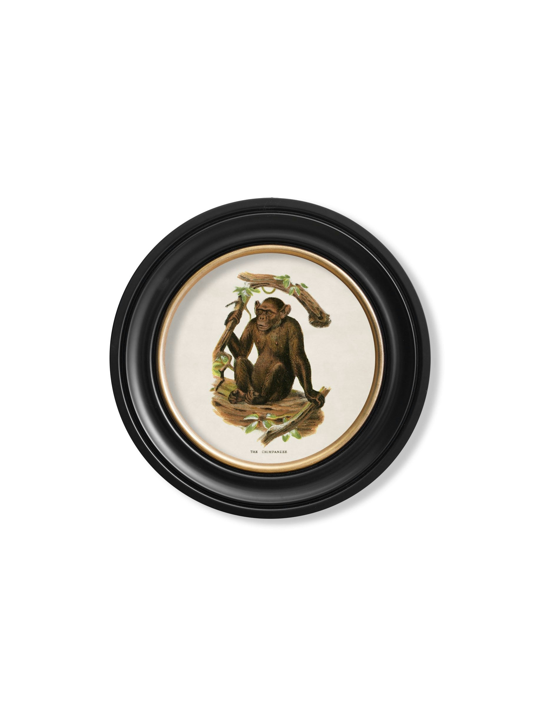 Rackhams Black C.1910 Collection Of Primates In Round Frames - 44 X 44Cm - Chimpanzee