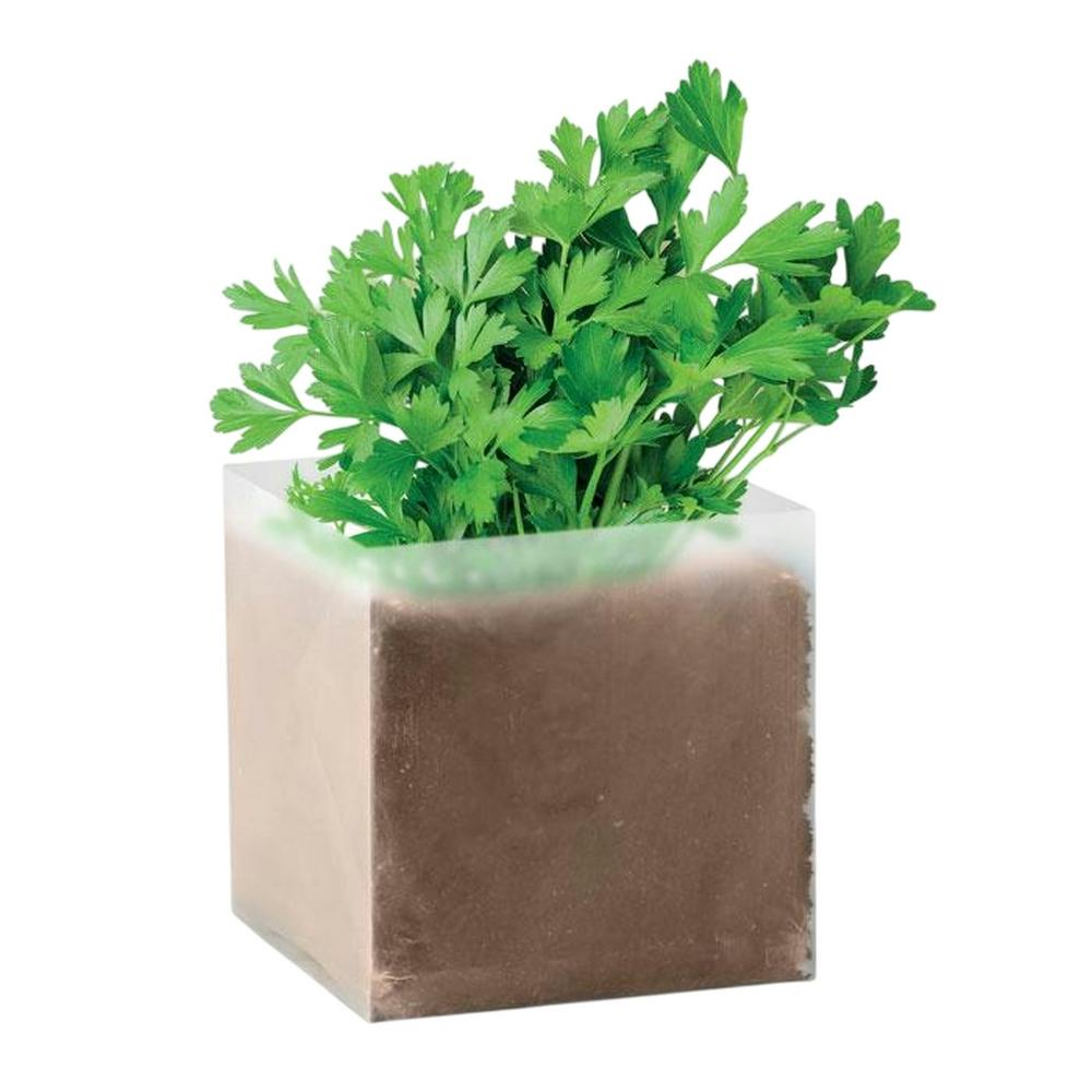 Rackhams Beige Parsely Seeds - One Size