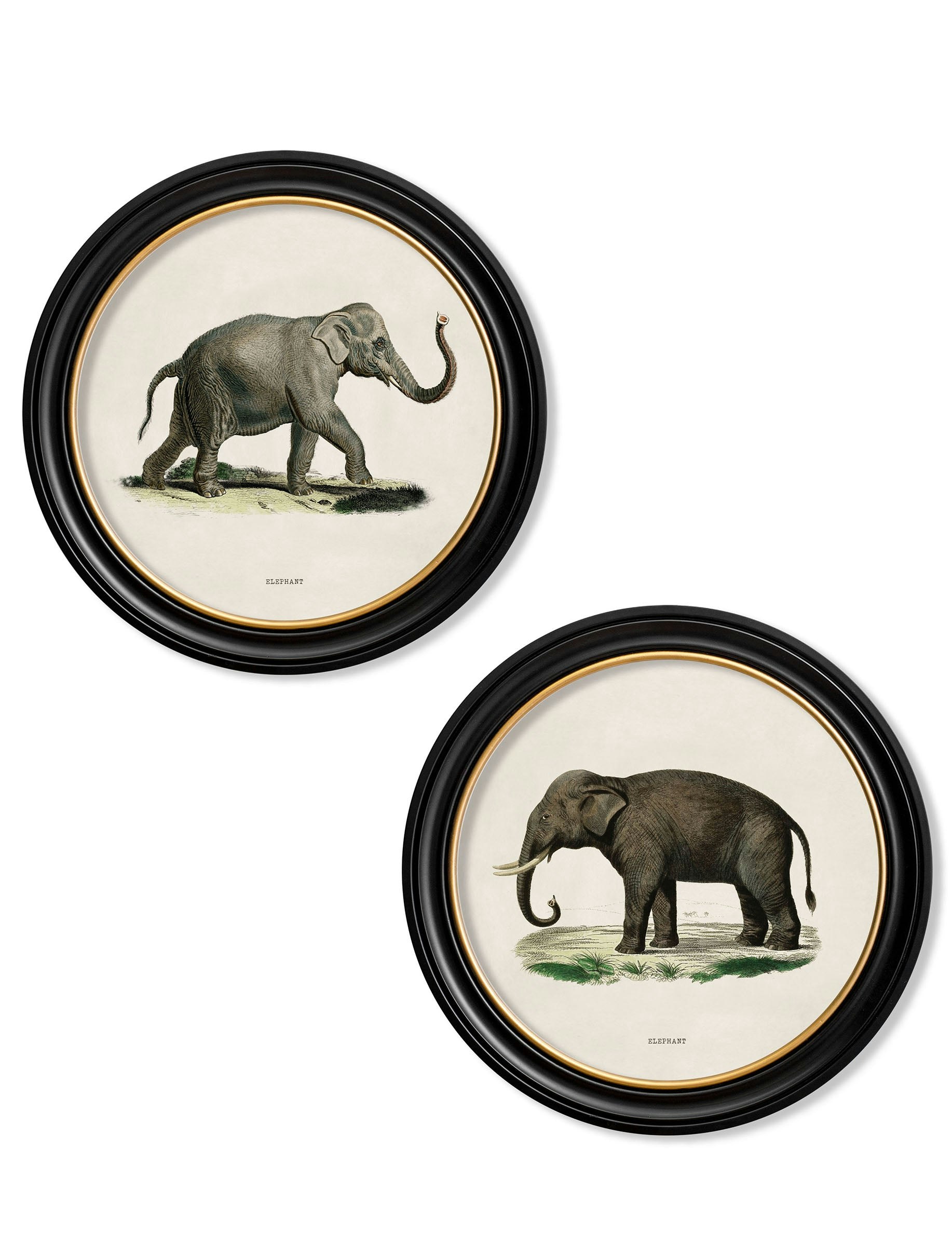 Exceptional Art Black C.1846 Elephants In Round Frame - 70 X 70Cm - Collection Of 2
