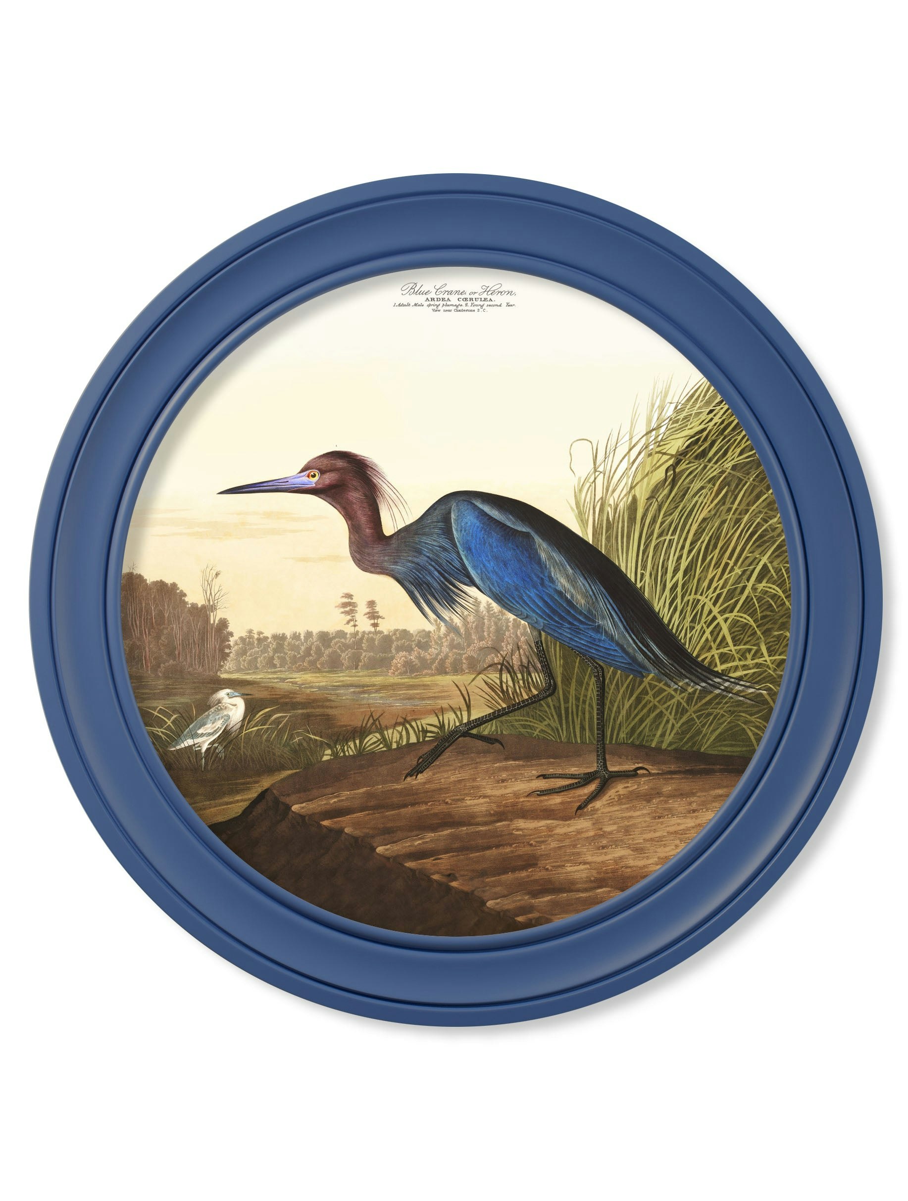 Rackhams Blue C.1838 Audubon's Heron In Frame - 96 X 96Cm - Oxford Round