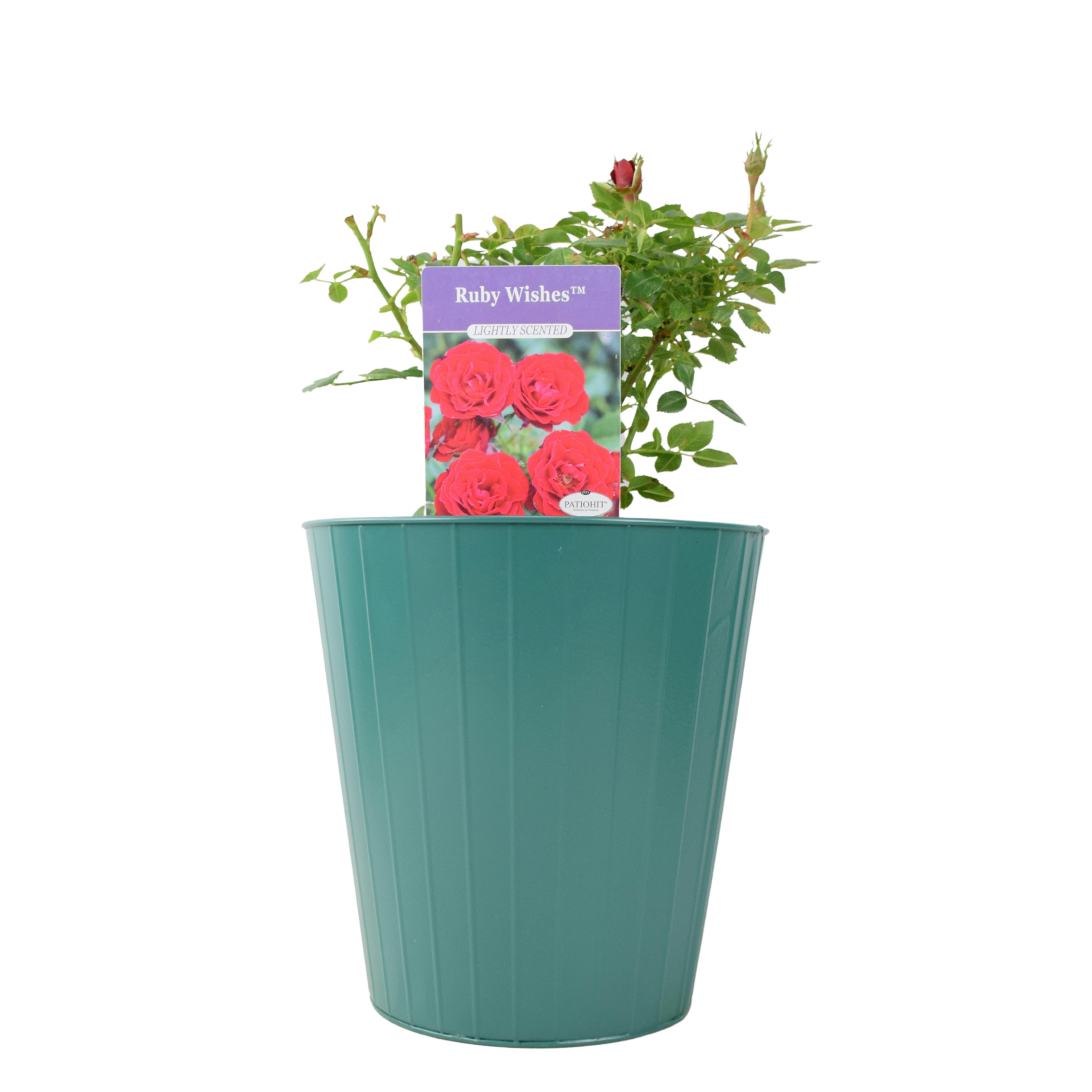 Red/Green Ruby Wishes Rose Bush – 5.5L Pot – Compact Patio Rose With Rich Blooms - Metal Vertical Line