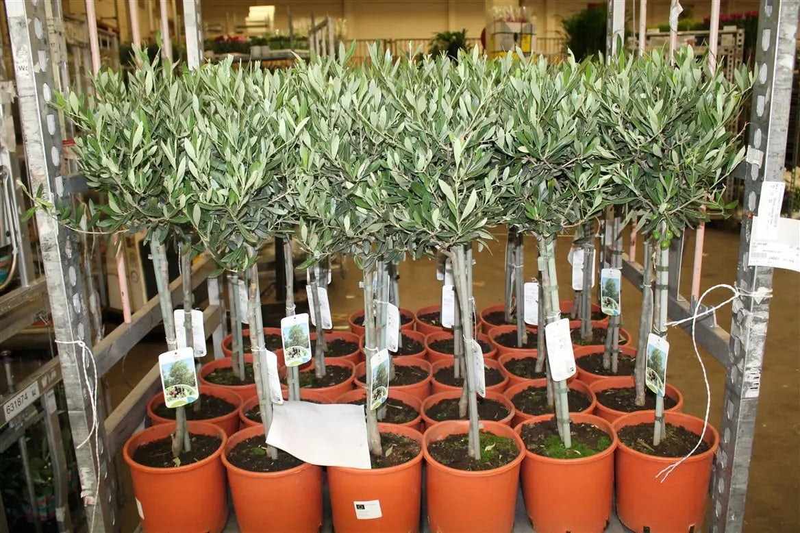 Plants By Post Olive Tree - 90/100Cm Tall - Mediterranean Charm For Your Garden - Metal Zinc Pail With Handle