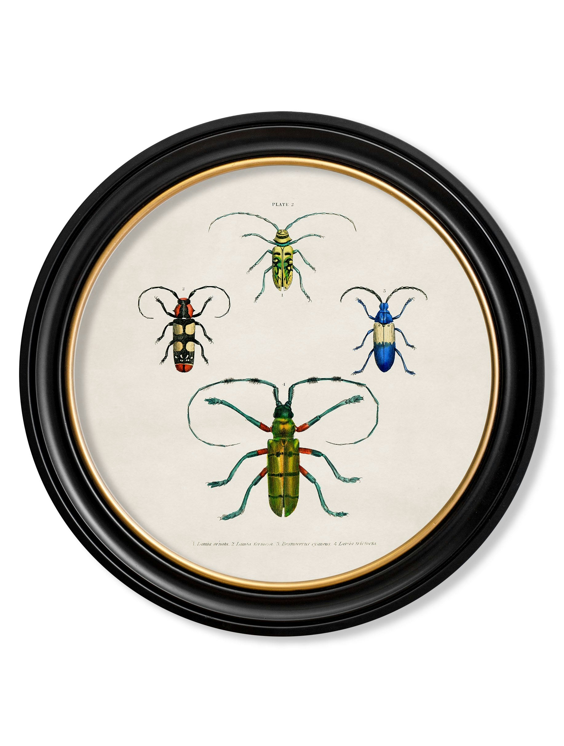 Rackhams Black C.1836 Beetle Plates - Round Frame - 70 X 70Cm - Plate 2