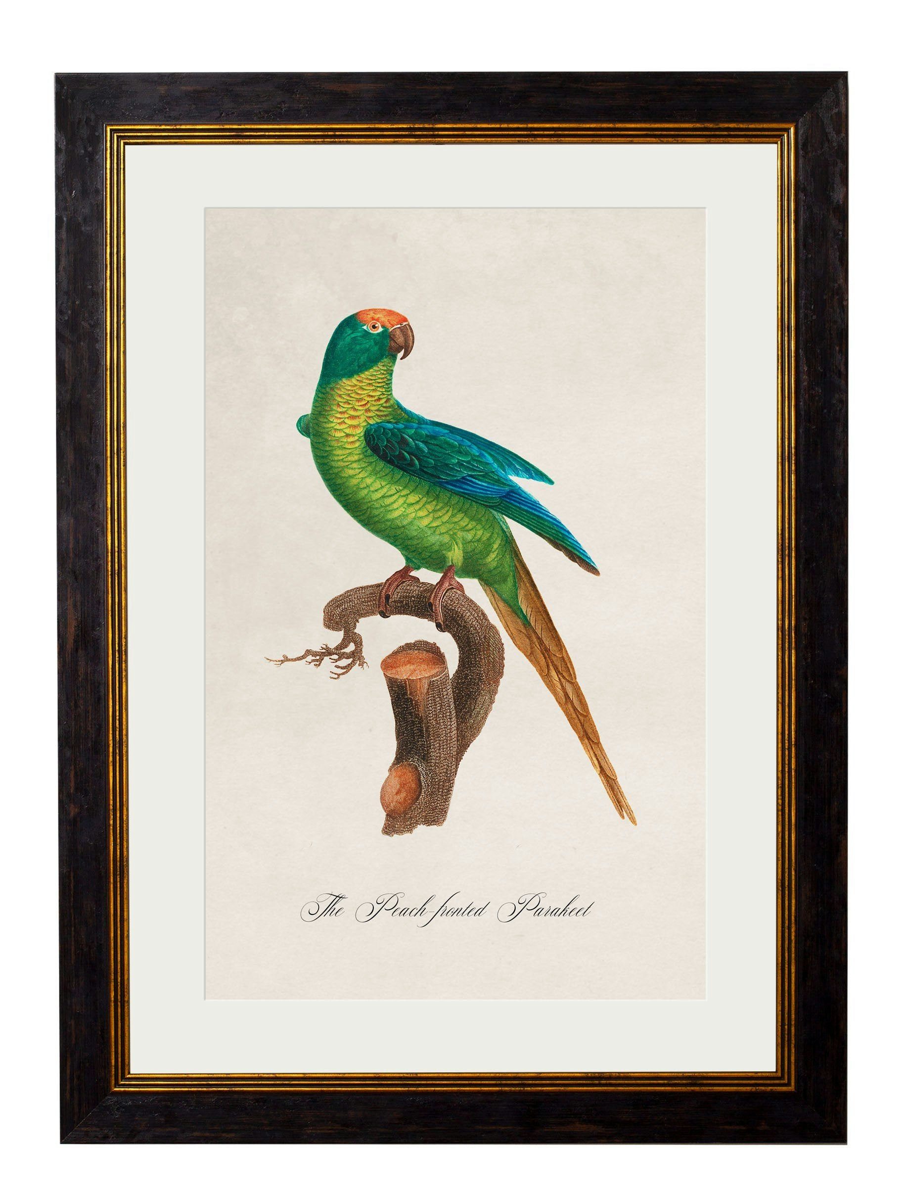 Rackhams Black/Peach C.1800's Collection Of Parrots - 38 X 50Cm - Fronted Parakeet