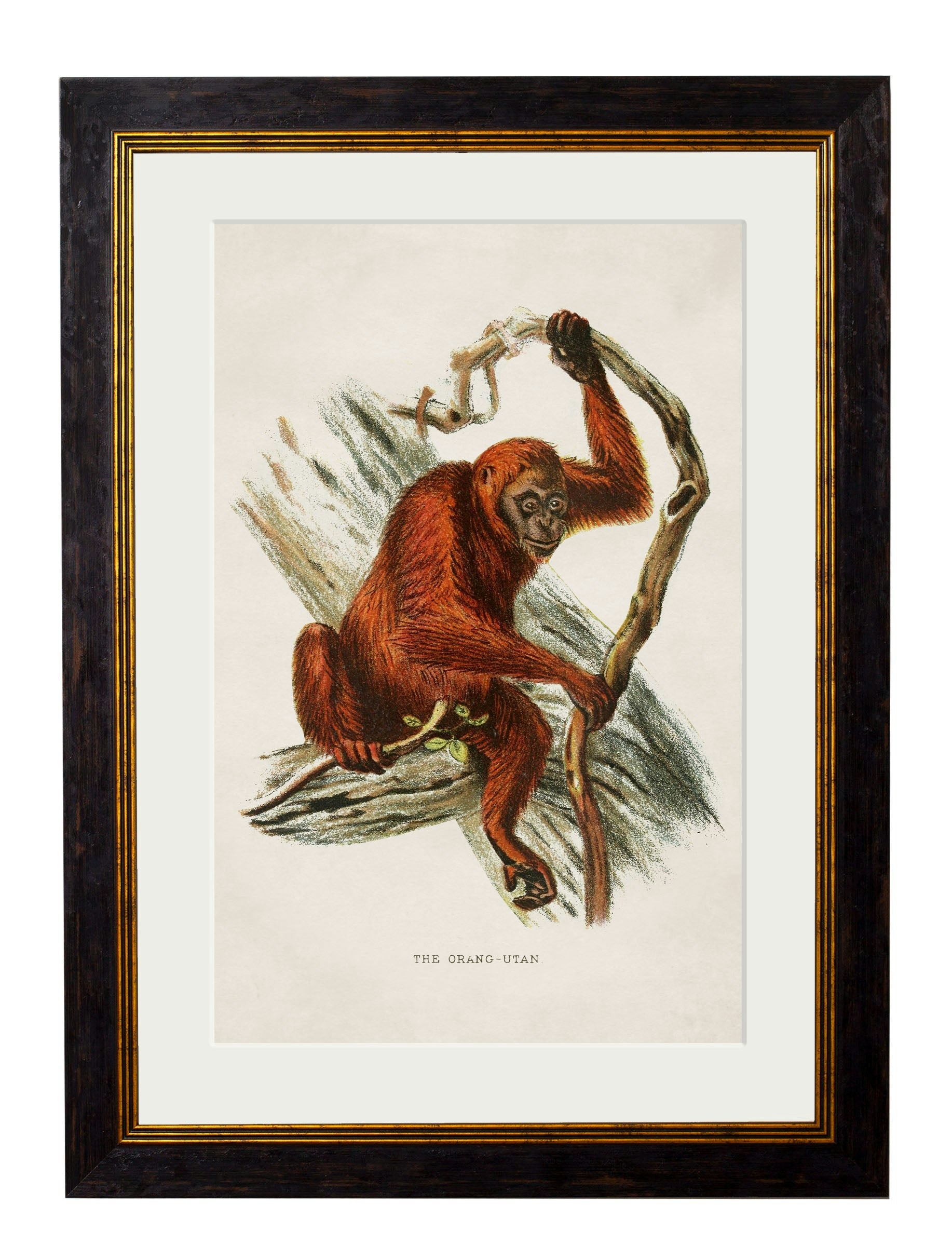 Rackhams Black C.1910 Collection Of Primates - 38 X 50Cm - Orangutan