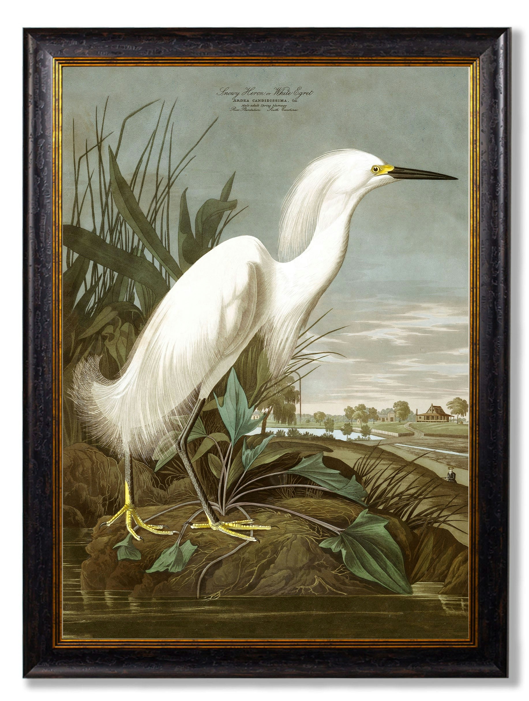 Rackhams C.1838 Audubon's Herons - 95 X 135Cm - No Mount - Snowy Heron