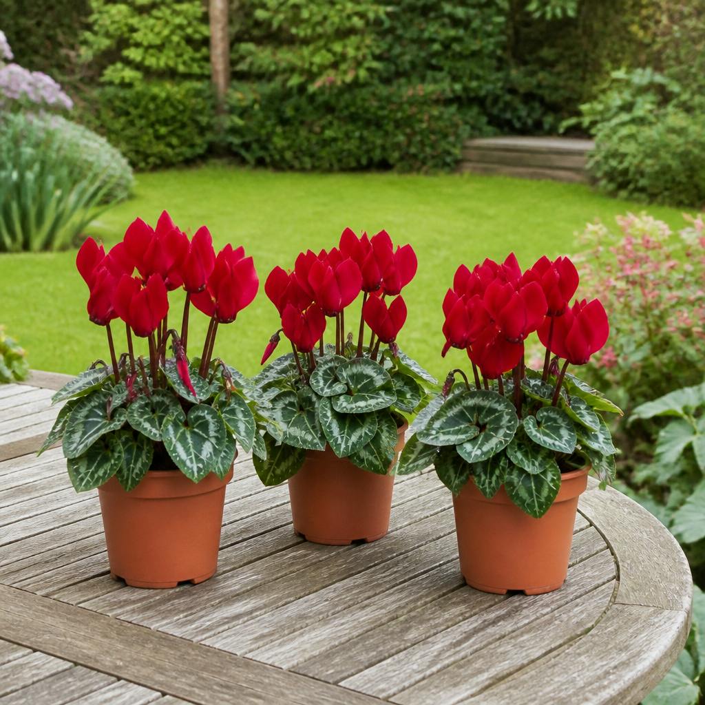 - Cyclamen Red Pack Of 3 Flowering Outdoor Plants In 10.5Cm Pots - Image 2