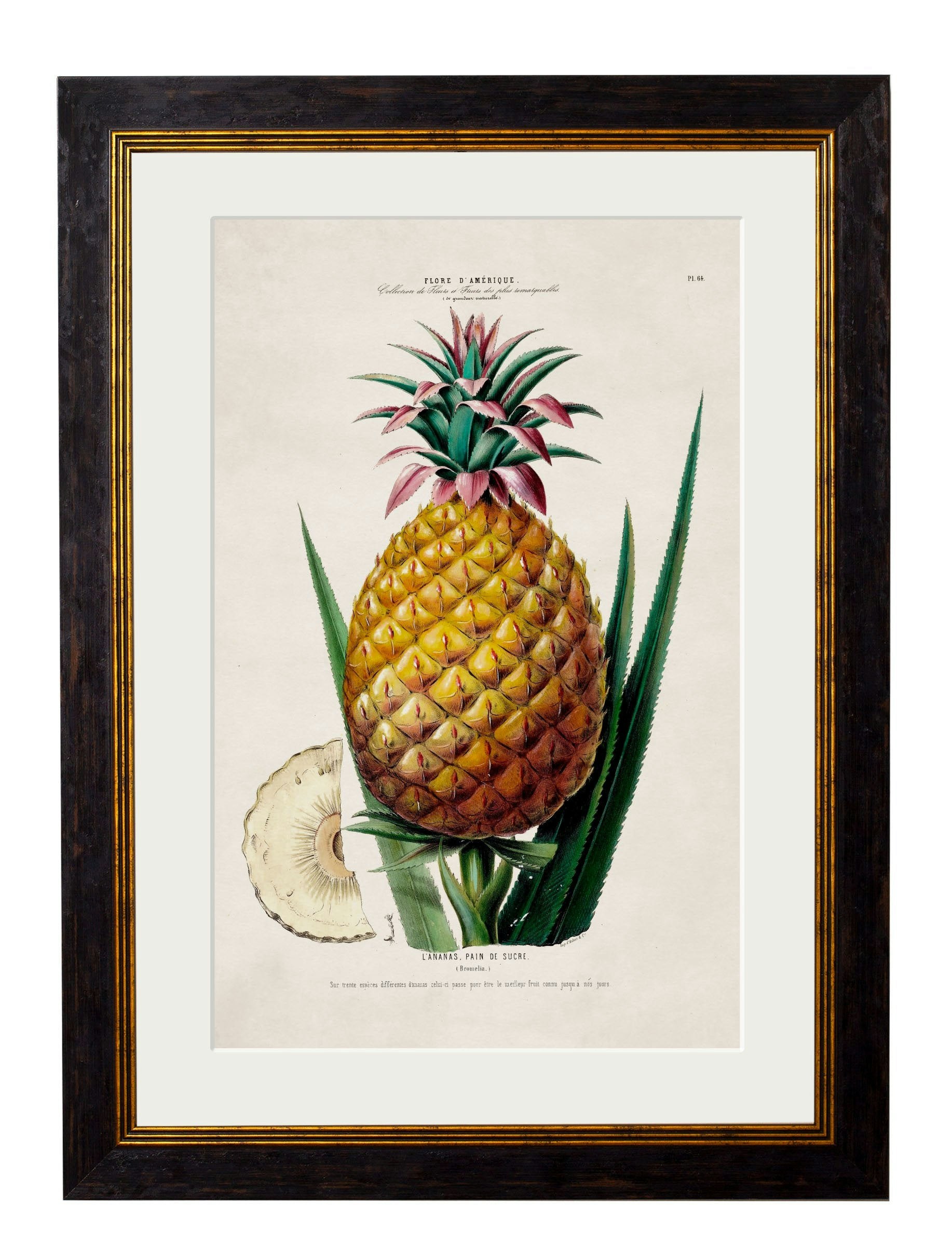 Rackhams C.1843 Pineapple Plant - 38 X 50Cm - Oxford Slim