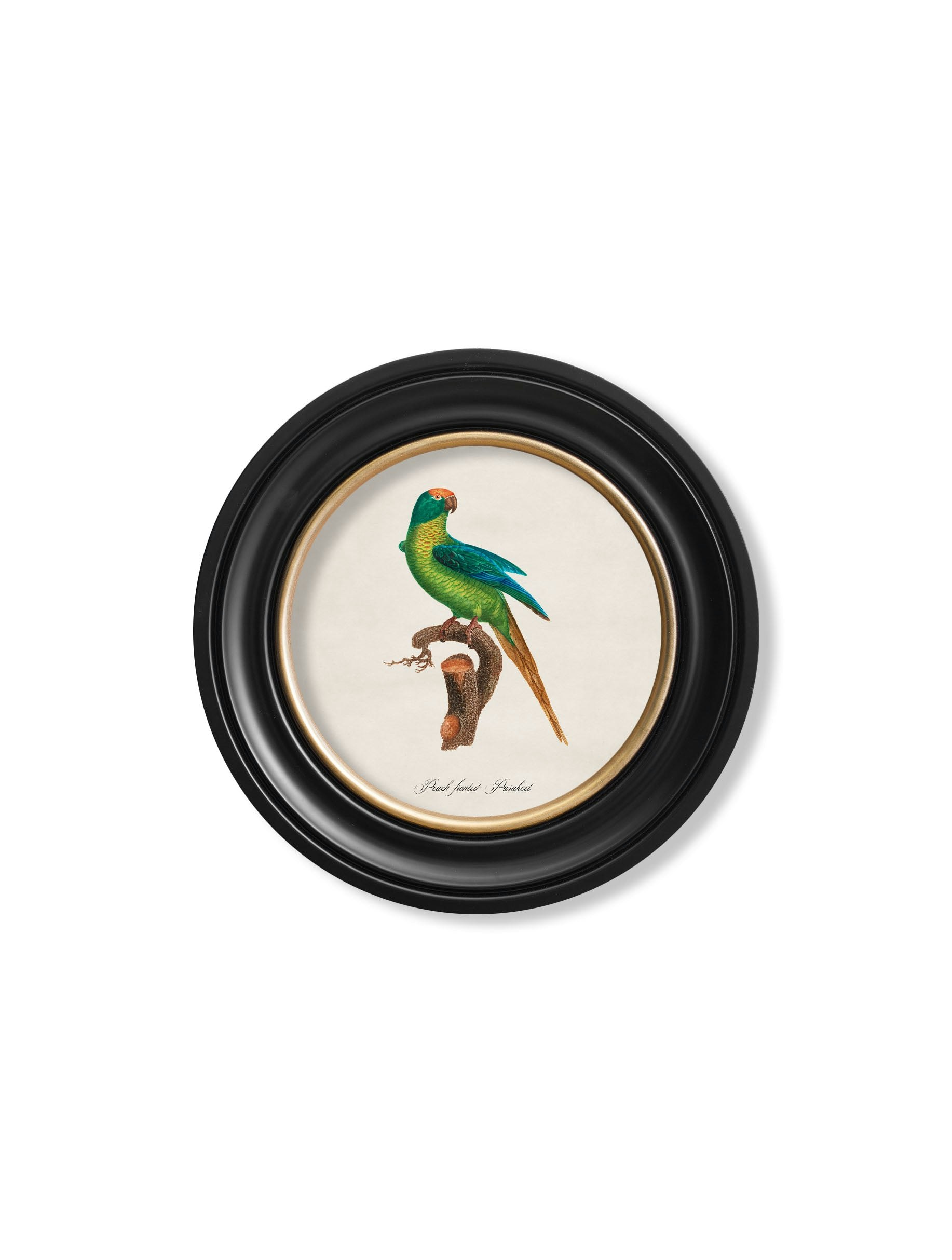 Rackhams Black/Peach C.1800's Collection Of Parrots In Round Frames 2 - 44 X 44Cm - Fronted Parakeet