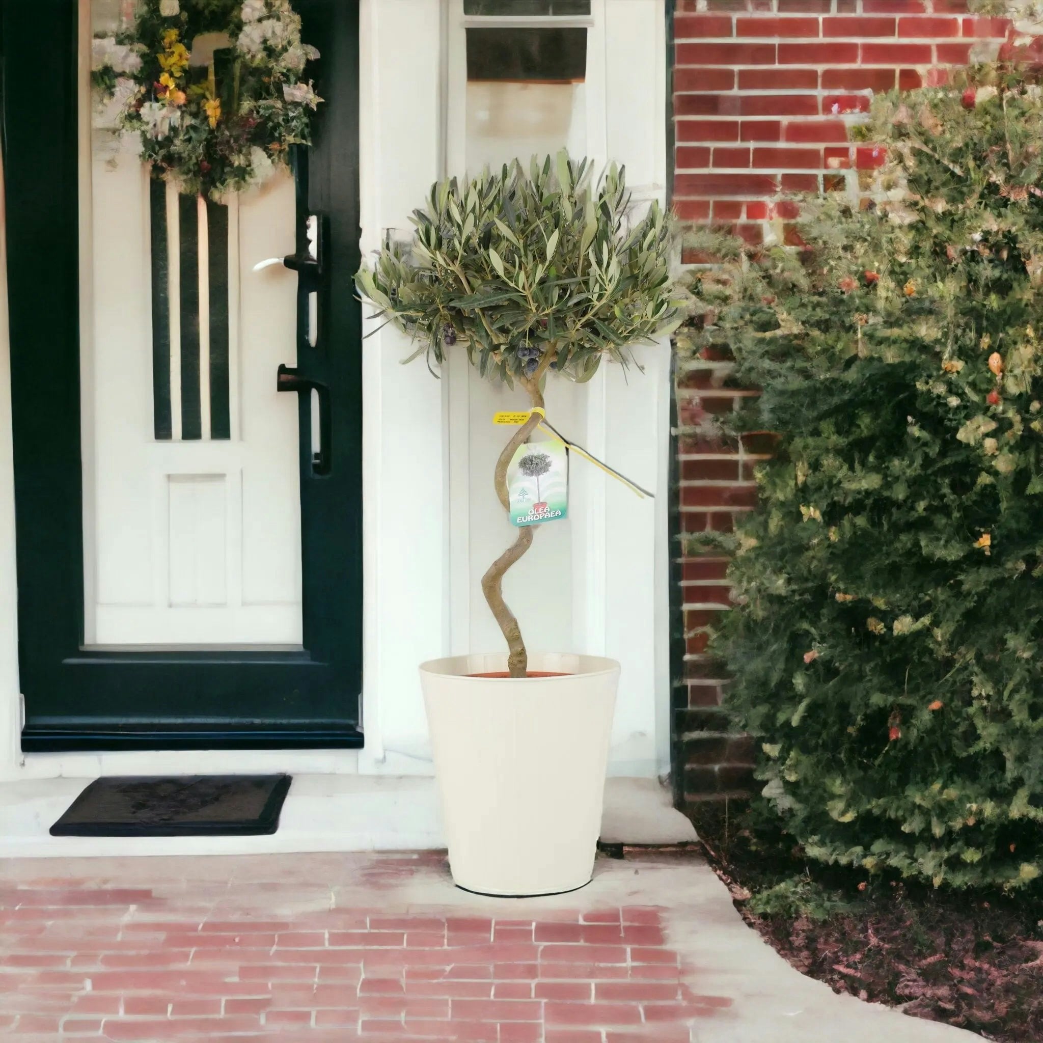 Plants By Post Cream Spiral Olive Tree – 80-90Cm Tall Evergreen Mediterranean Tree In 23Cm Pot - Metal Vertical Line