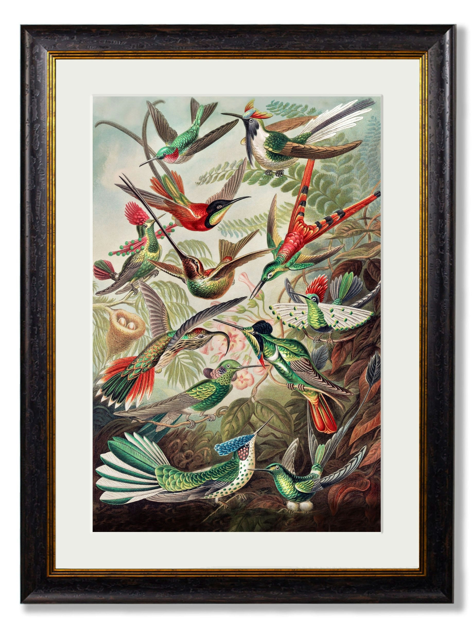 Rackhams Black C.1904 Haeckel Hummingbirds - 70 X 95Cm - With Mount