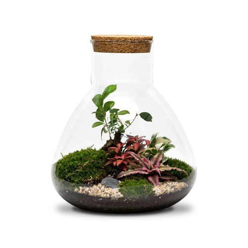 Terrariums