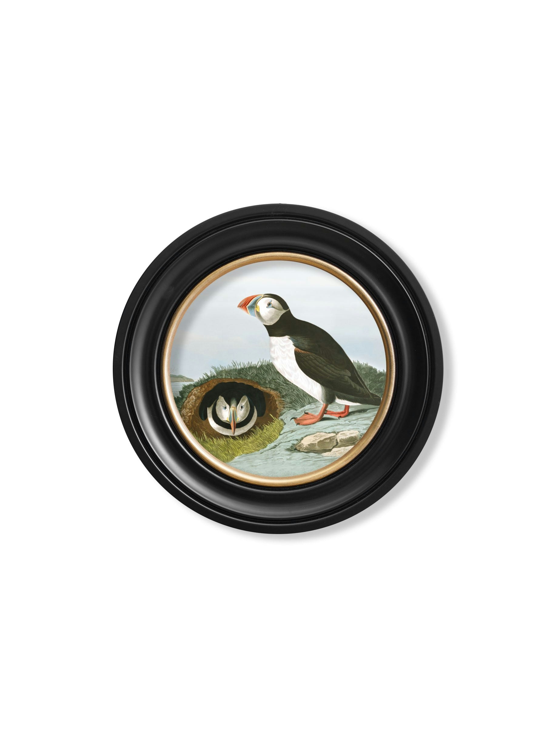 Rackhams Black C.1838 Audubon's Puffins - Round Frame - 44 X 44 Cm - Puffin