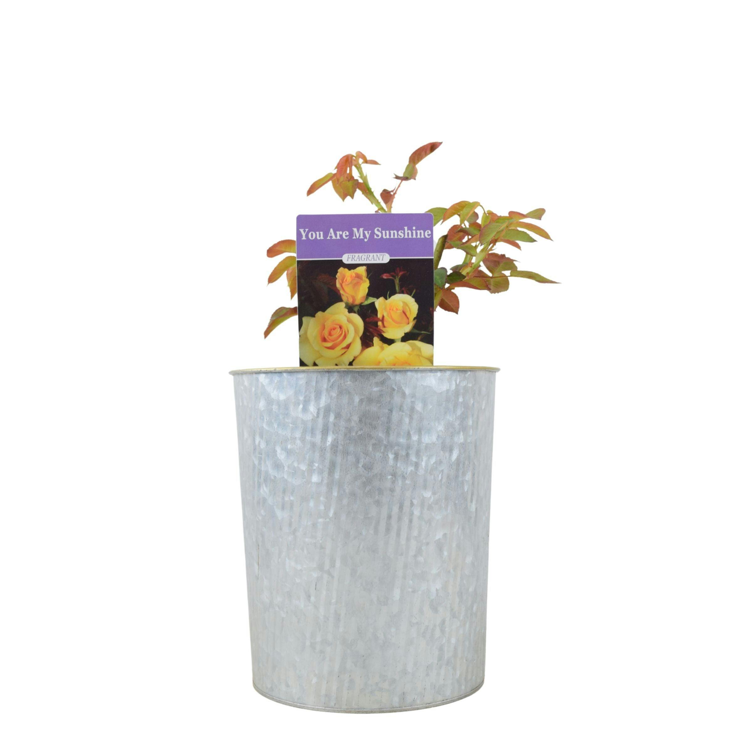 Yellow Rose You Are My Sunshine - Vibrant Patio Rose In 4L Pot - Metal Vertical Line Zinc Planter