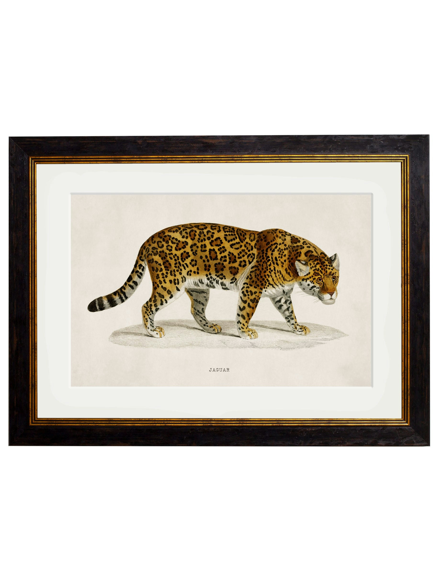 Rackhams Black C.1836 Jaguar - 50 X 70Cm - Framed Print