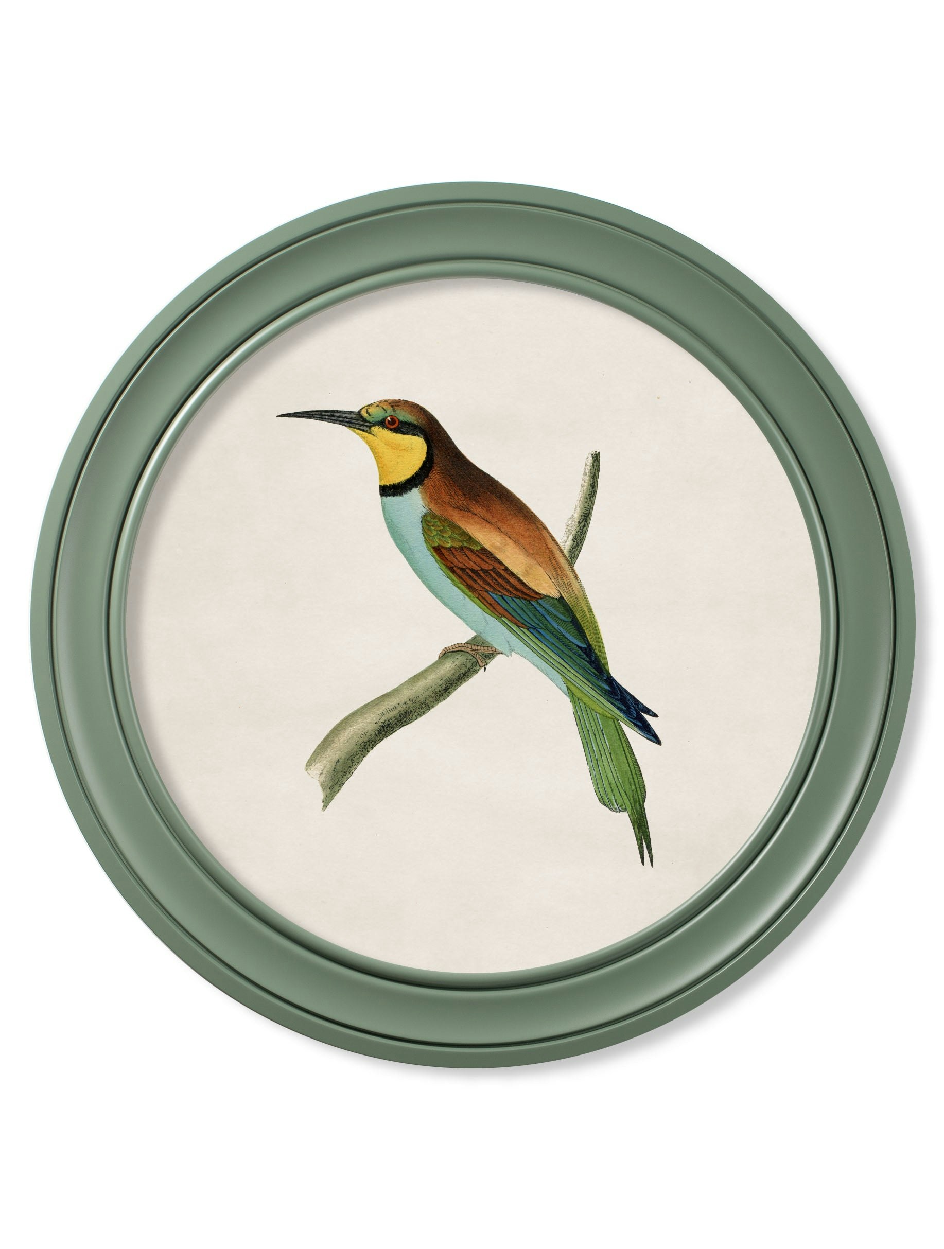 Rackhams Green C.1870 Kingfisher And Bee Eater - Round Frame - 70 X 70Cm - Bee Eater