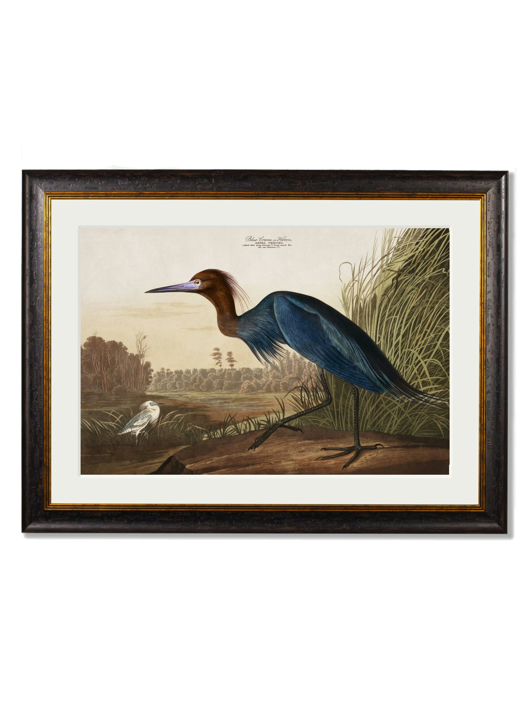 Exceptional Art Blue C.1838 Audubon's Herons - 95 X 135Cm - Mount - Heron