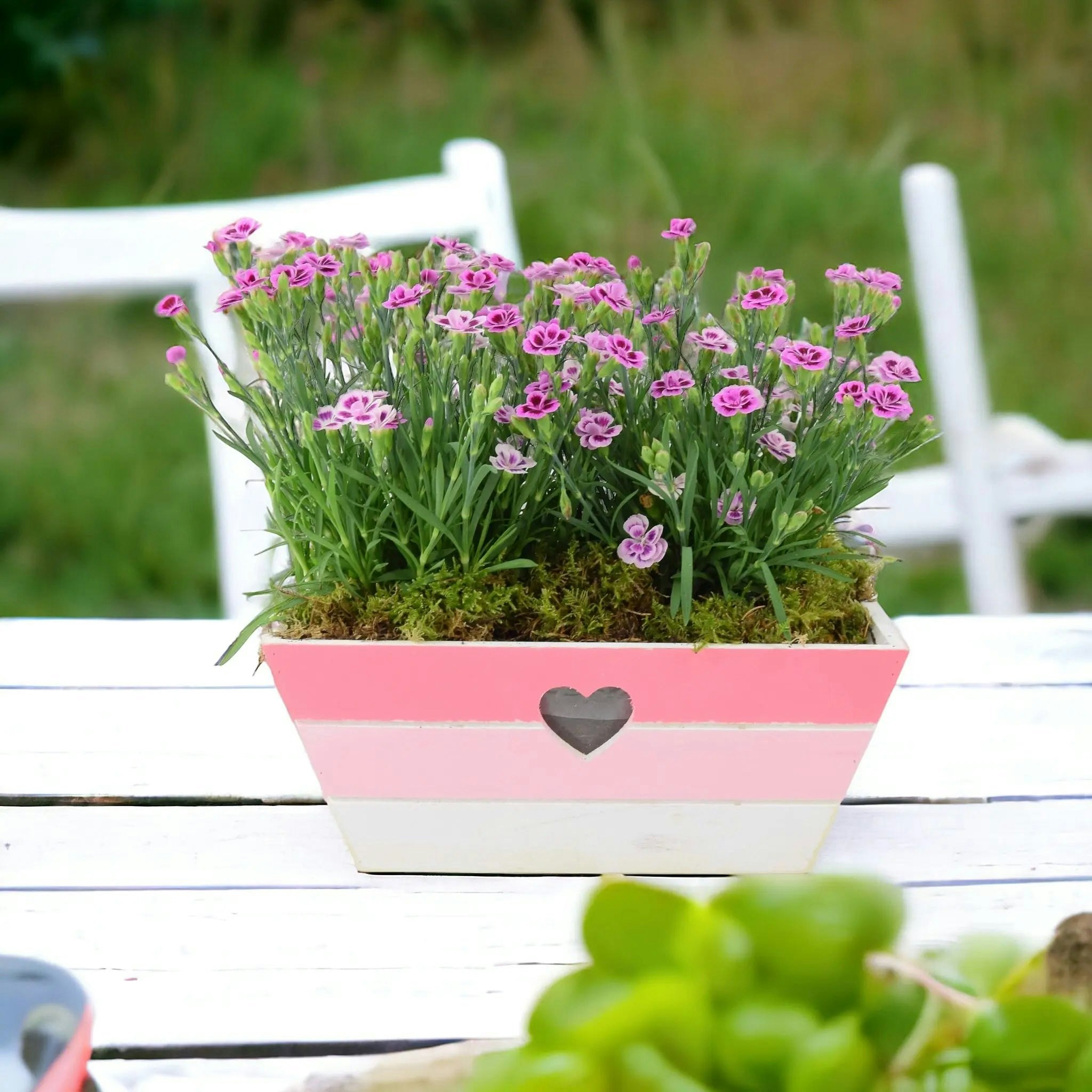 Plants By Post Pink/White Dianthus Kisses In & Wooden Trough