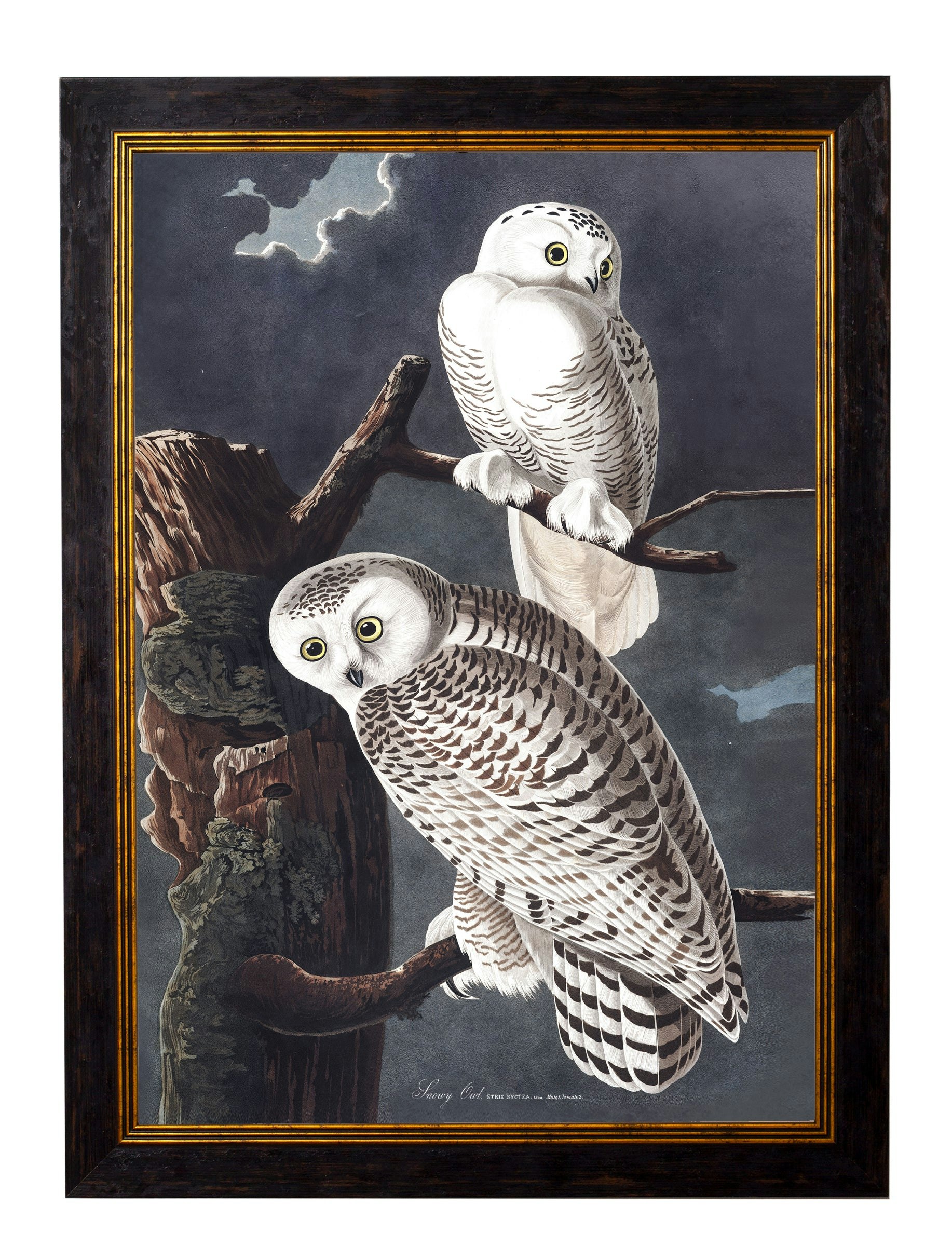 Rackhams Black C.1838 Audubon's Owls - 70 X 95Cm - Snowy Owl