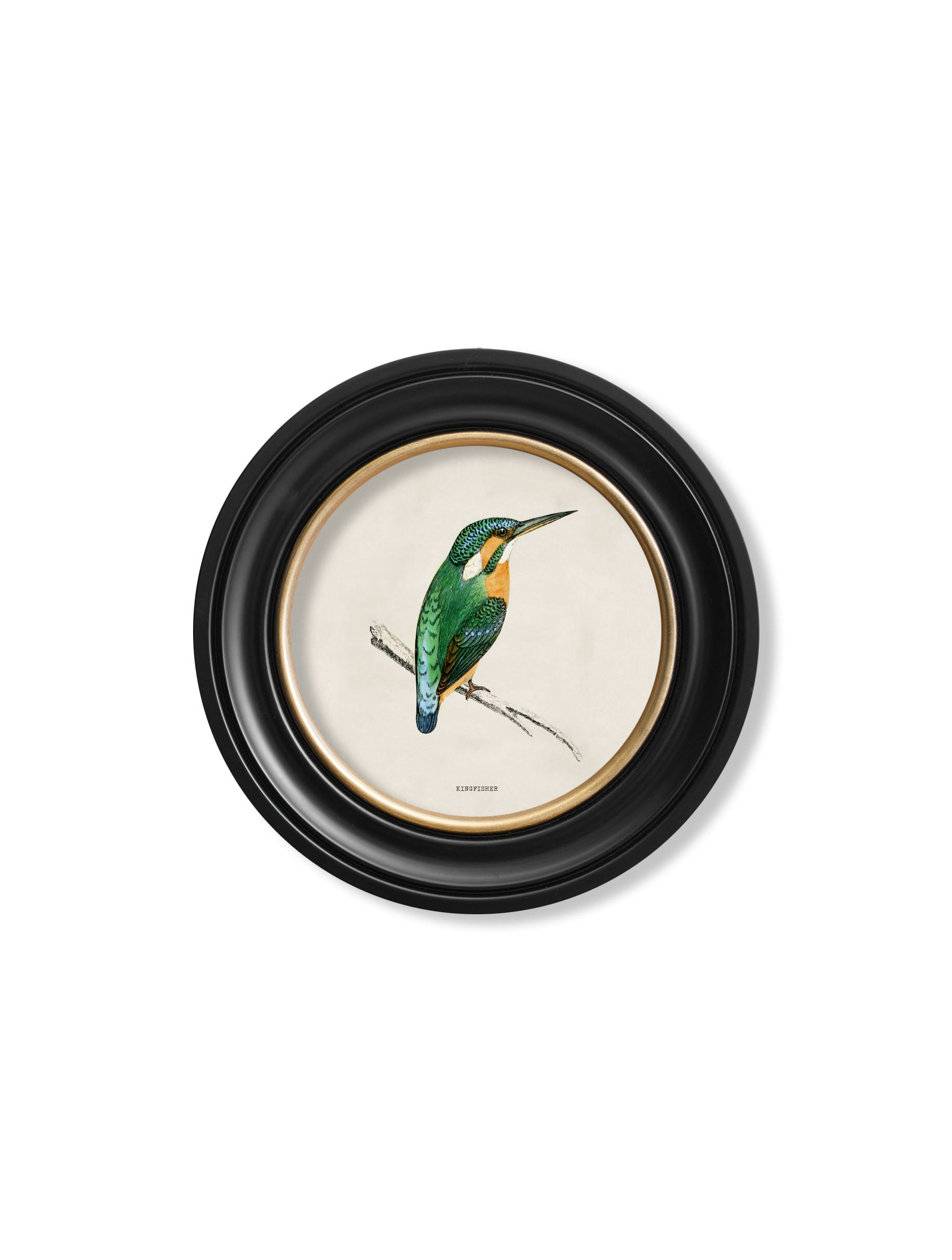 Exceptional Art Black C.1870 Kingfisher And Bee Eater - 44 X 44Cm - Kingfisher