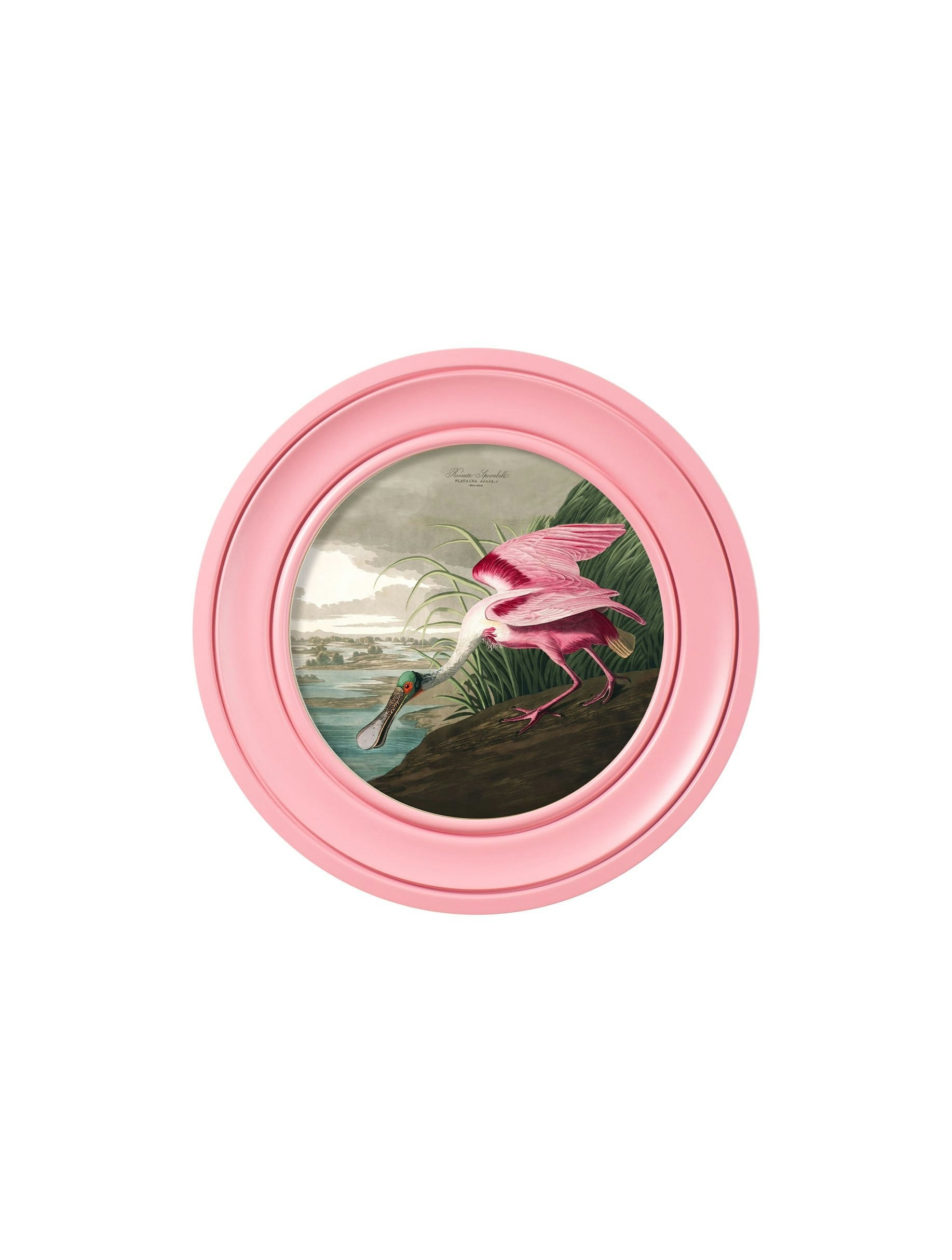 Rackhams Pink C.1838 Audubon's Spoonbill In Frame - 44 X 44Cm - Oxford Round