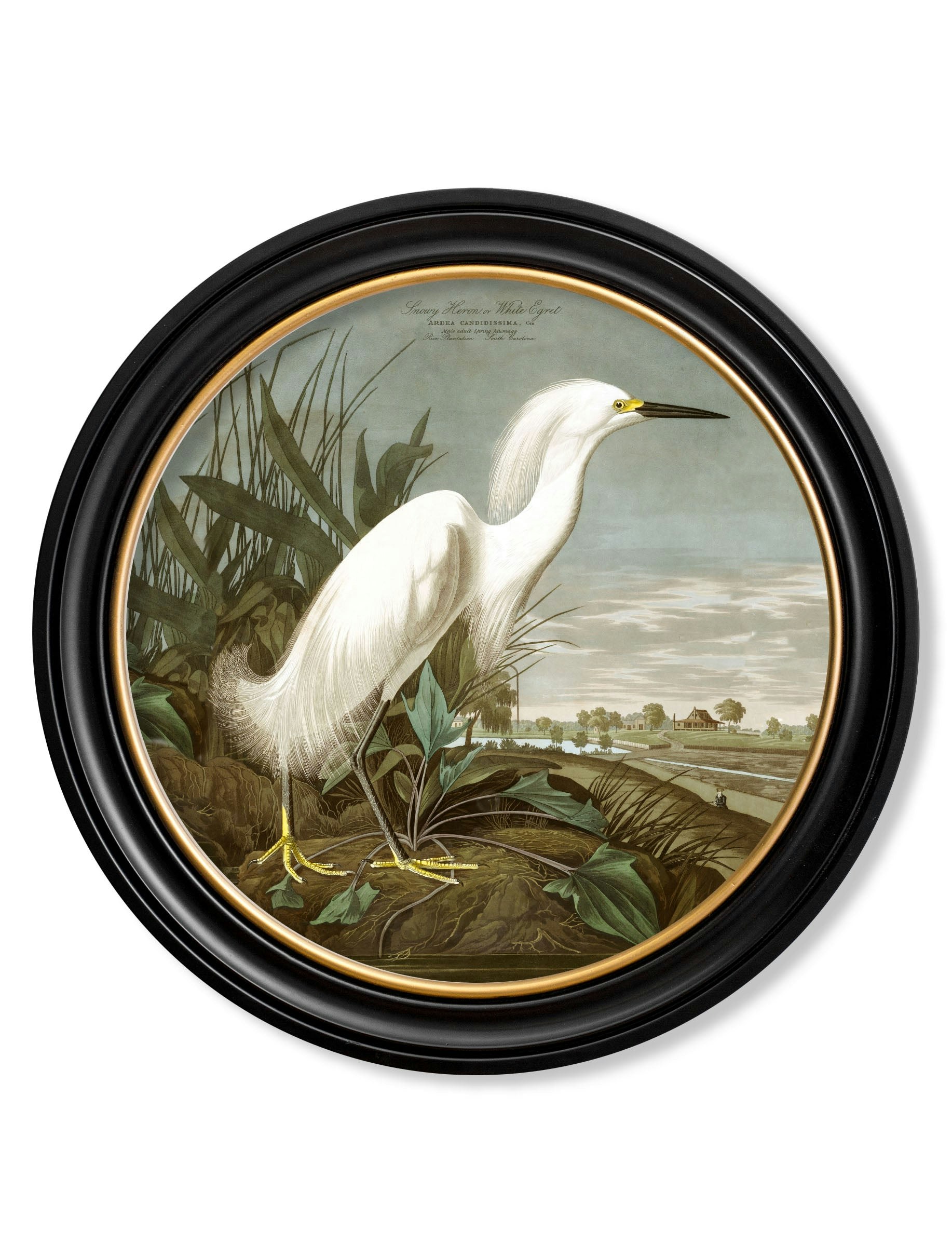 Rackhams Black C.1838 Audubon's Herons In Round Frames - 70 X 70Cm - Snowy Heron