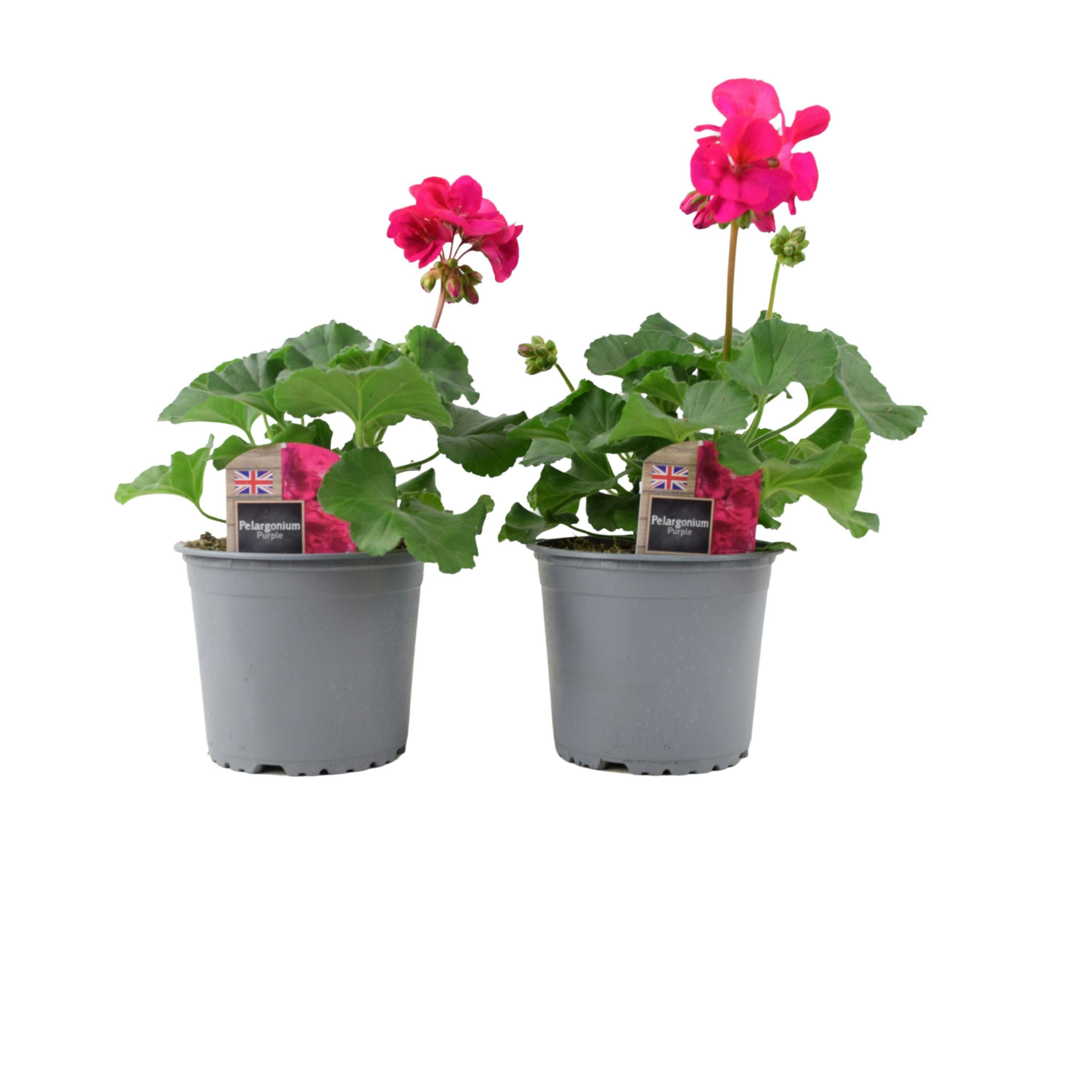 Purple Zonal Geranium Upright Mixed Colours – Set Of 2 X 1L Potted Plants
