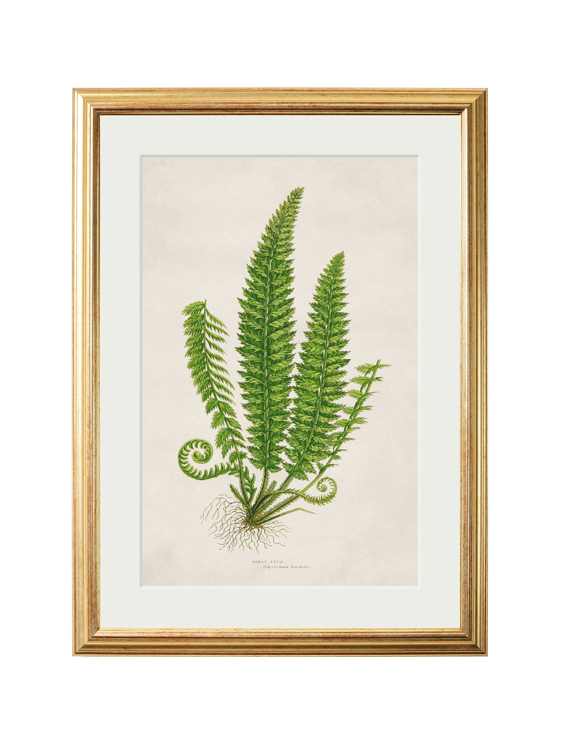 Rackhams Black Collection Of 6 Ferns - 38 X 50Cm - Holly Fern