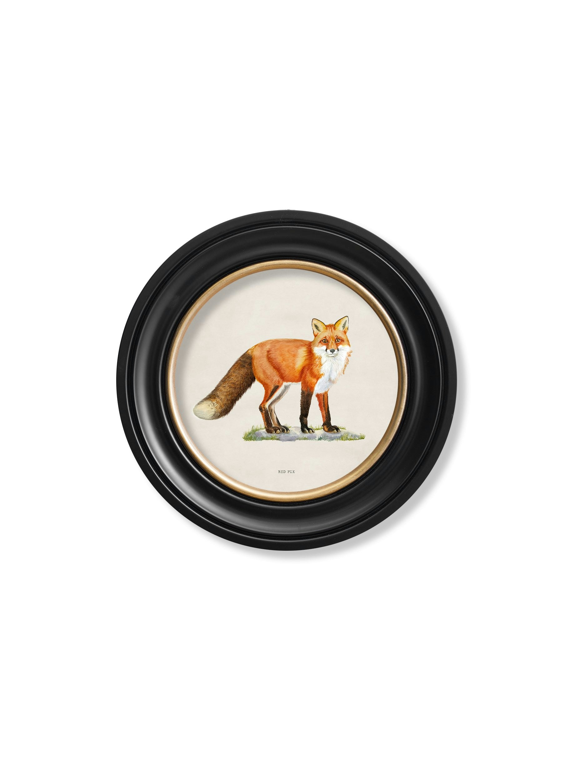 Rackhams Red Fox - Round Frame - 44 X 44Cm - Oxford Round