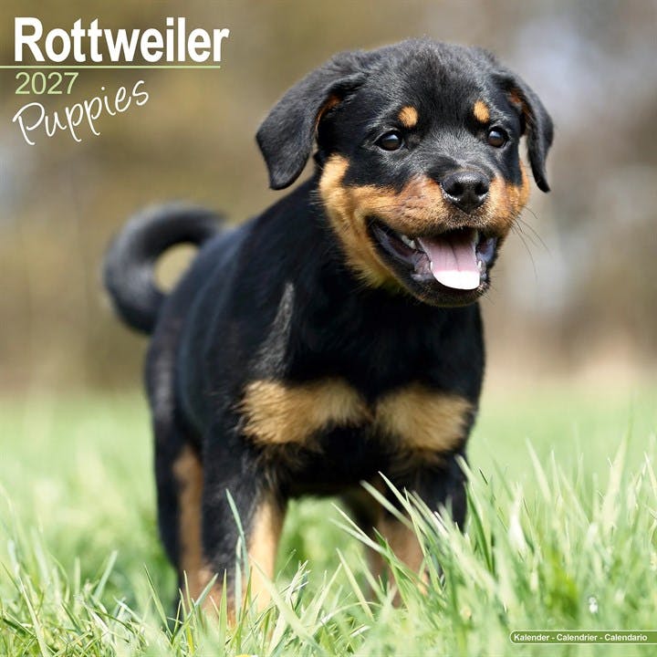 Rottweiler Puppies 2027 Calendar Square Wall by Publishing Avonside | 2026 - Image 6