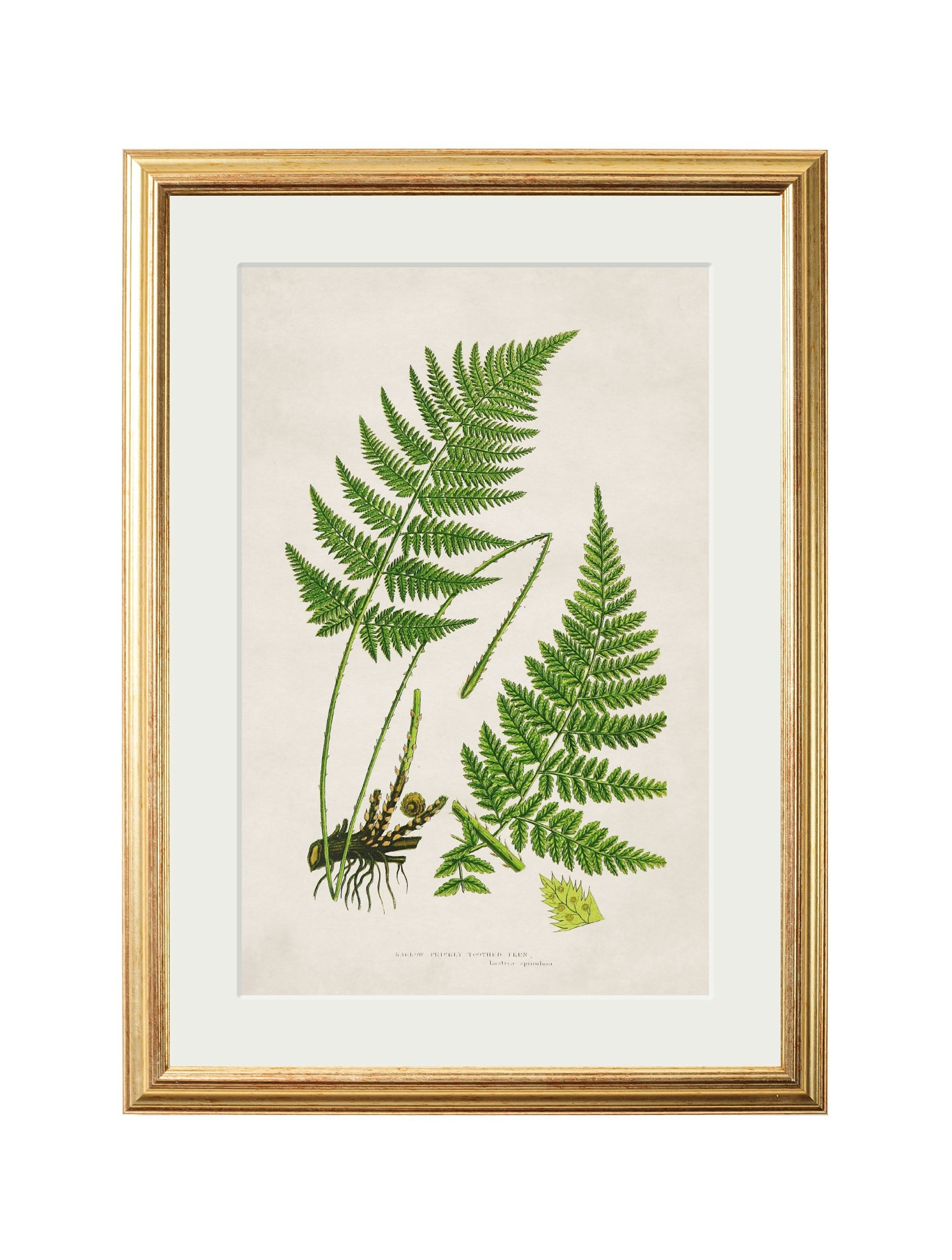 Rackhams Black Collection Of 6 Ferns - 38 X 50Cm - Narrow Prickly Toothed Fern