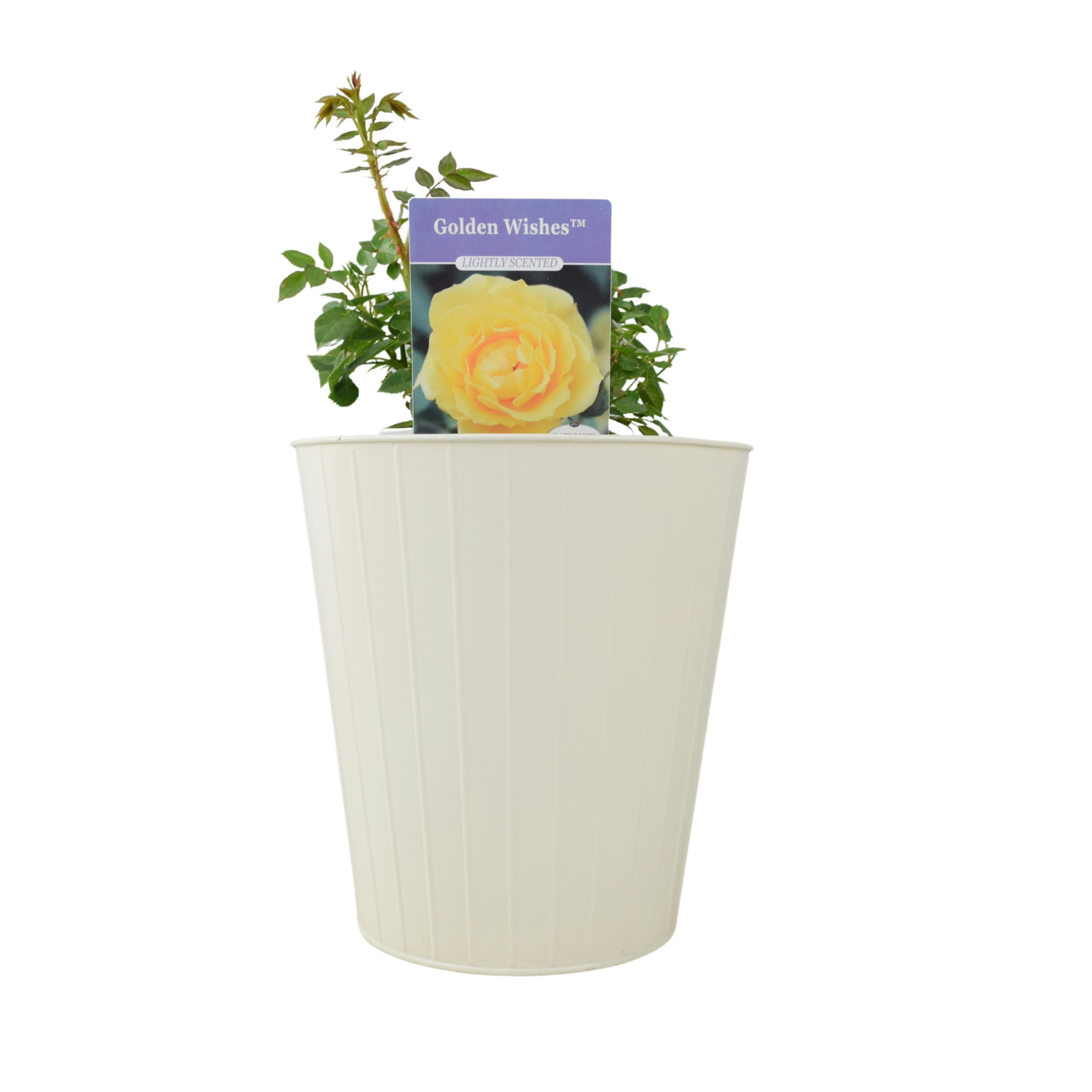 Golden/Yellow/Cream Wishes Rose (Patio) – 5.5L Pot – With Sunny Blooms - Metal Vertical Line