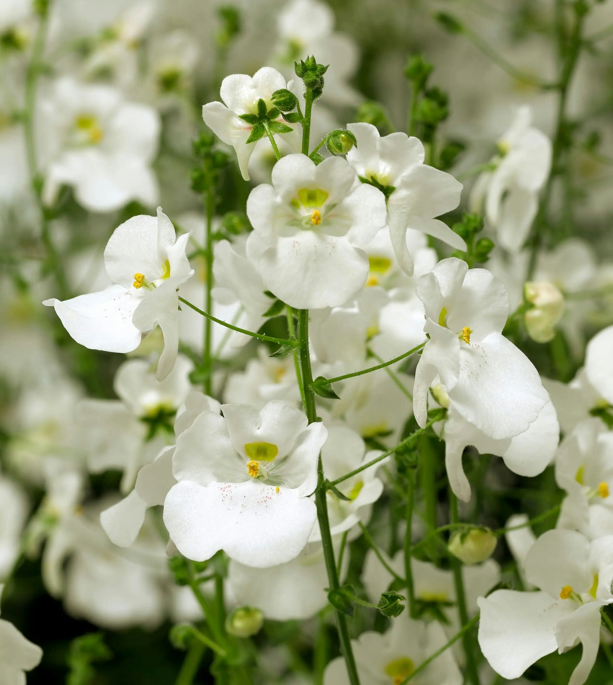 Plants By Post White Diascia Flying Colours 9Cm In Recyclable Pots X 3 Plants