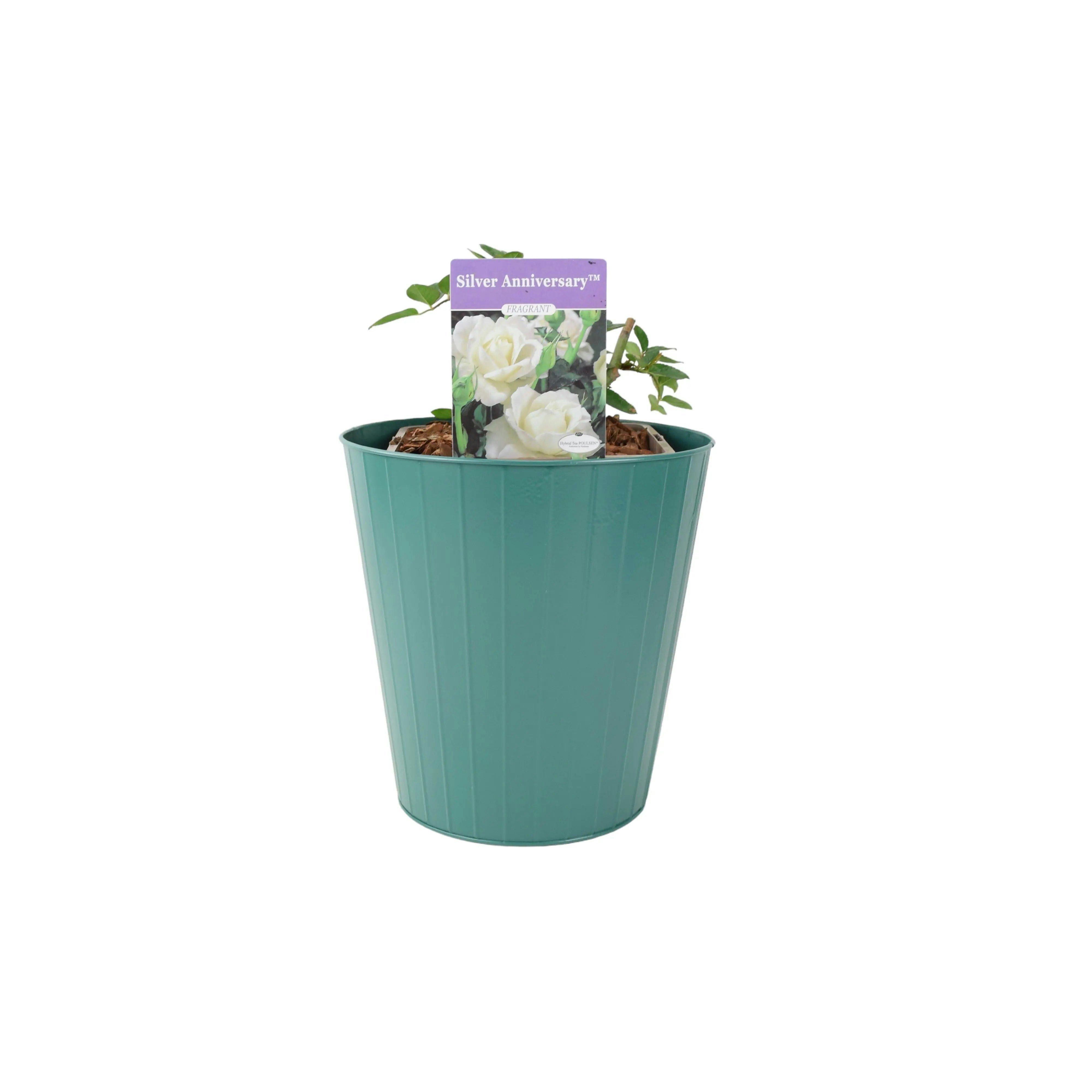 Plants By Post Silver/White Anniversary Rose - Fragrant Hybrid Tea Rose In 5.5L Pot - Metal Teal Vertical Line
