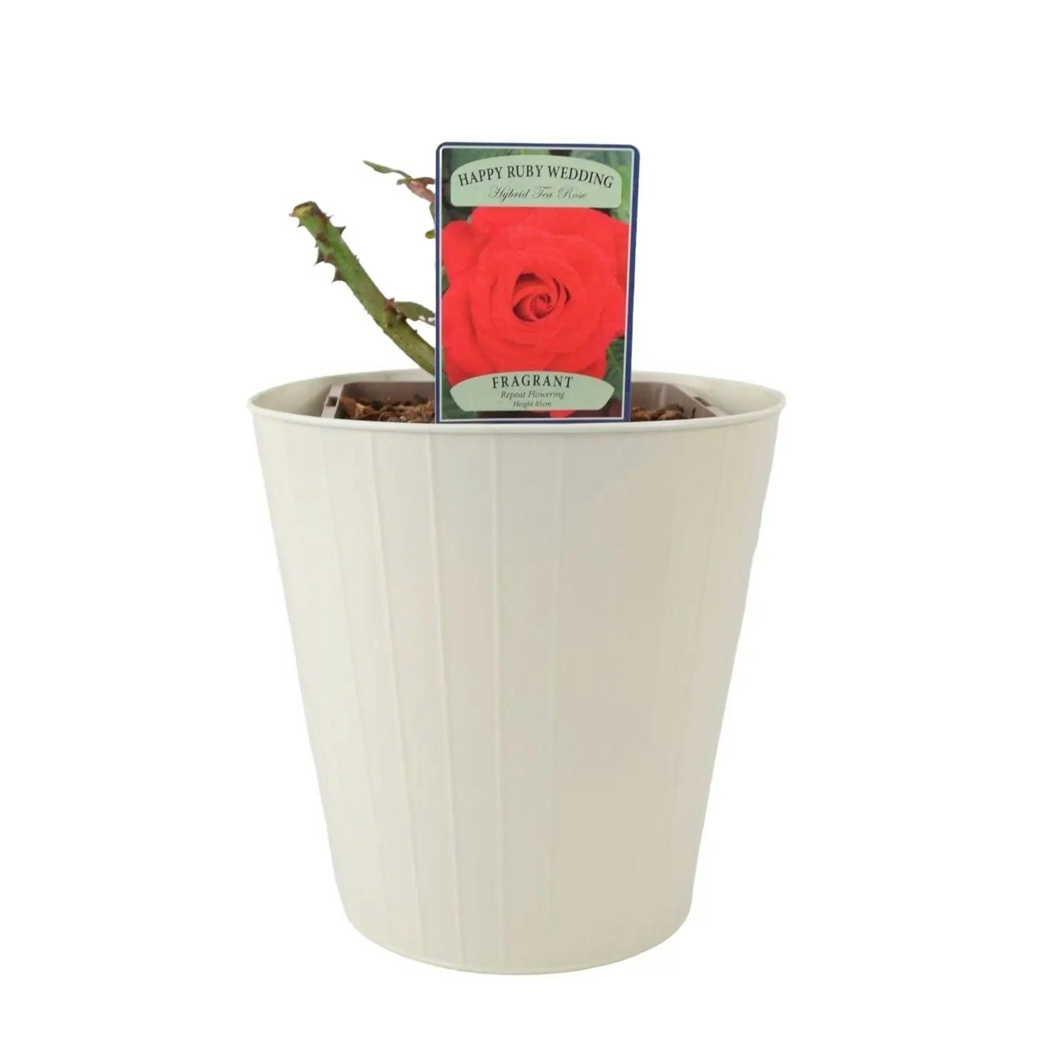 Plants By Post Dark/Red/Cream Ruby Wedding Rose In 5.5L Pot - Blooms For Special Occasions - Metal Vertical Line